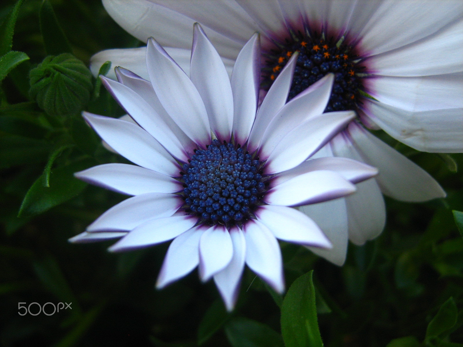 Canon POWERSHOT A450 sample photo. Simple and beautiful photography