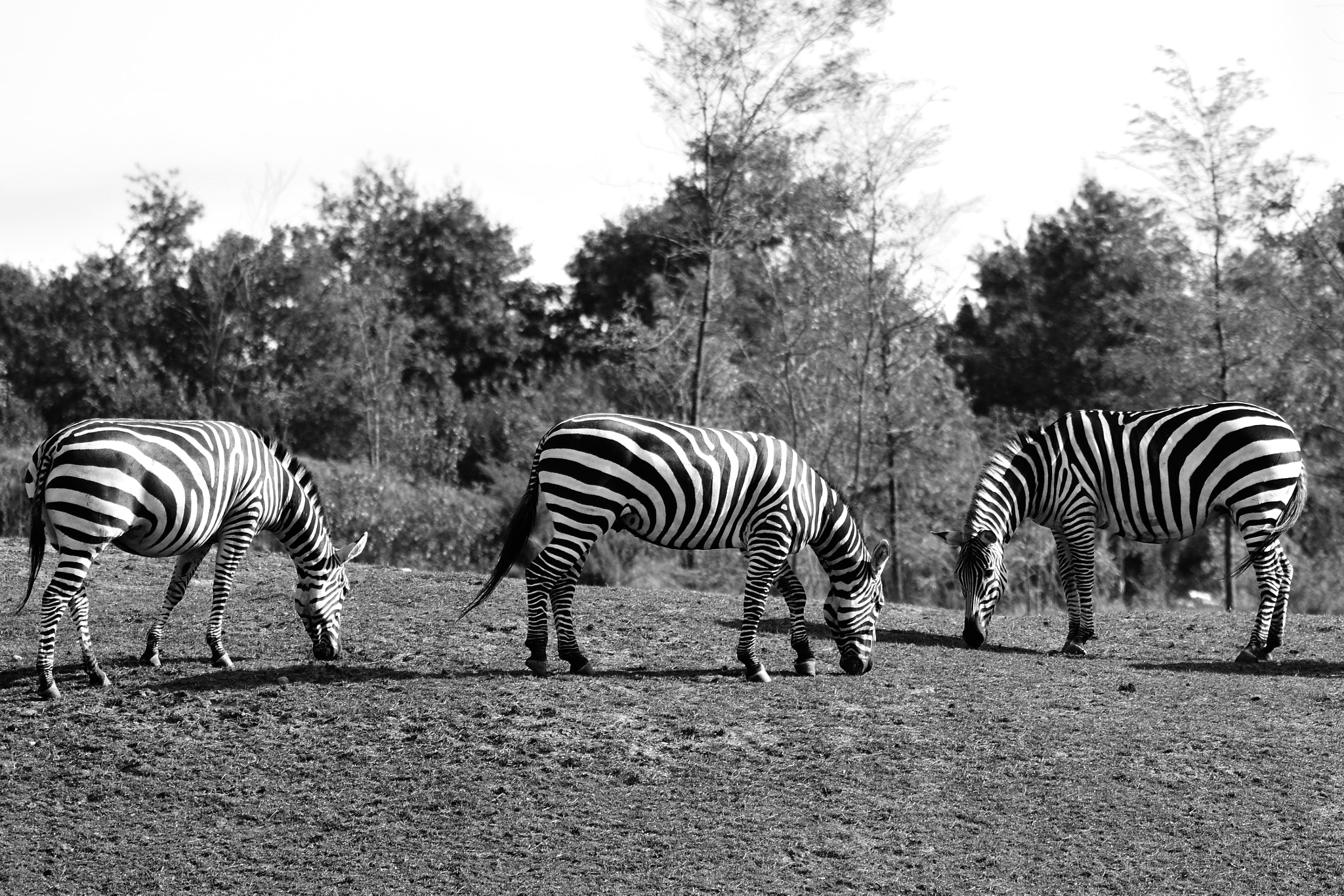 Nikon D7200 sample photo. Zebra`s are black and white so i thought.... photography