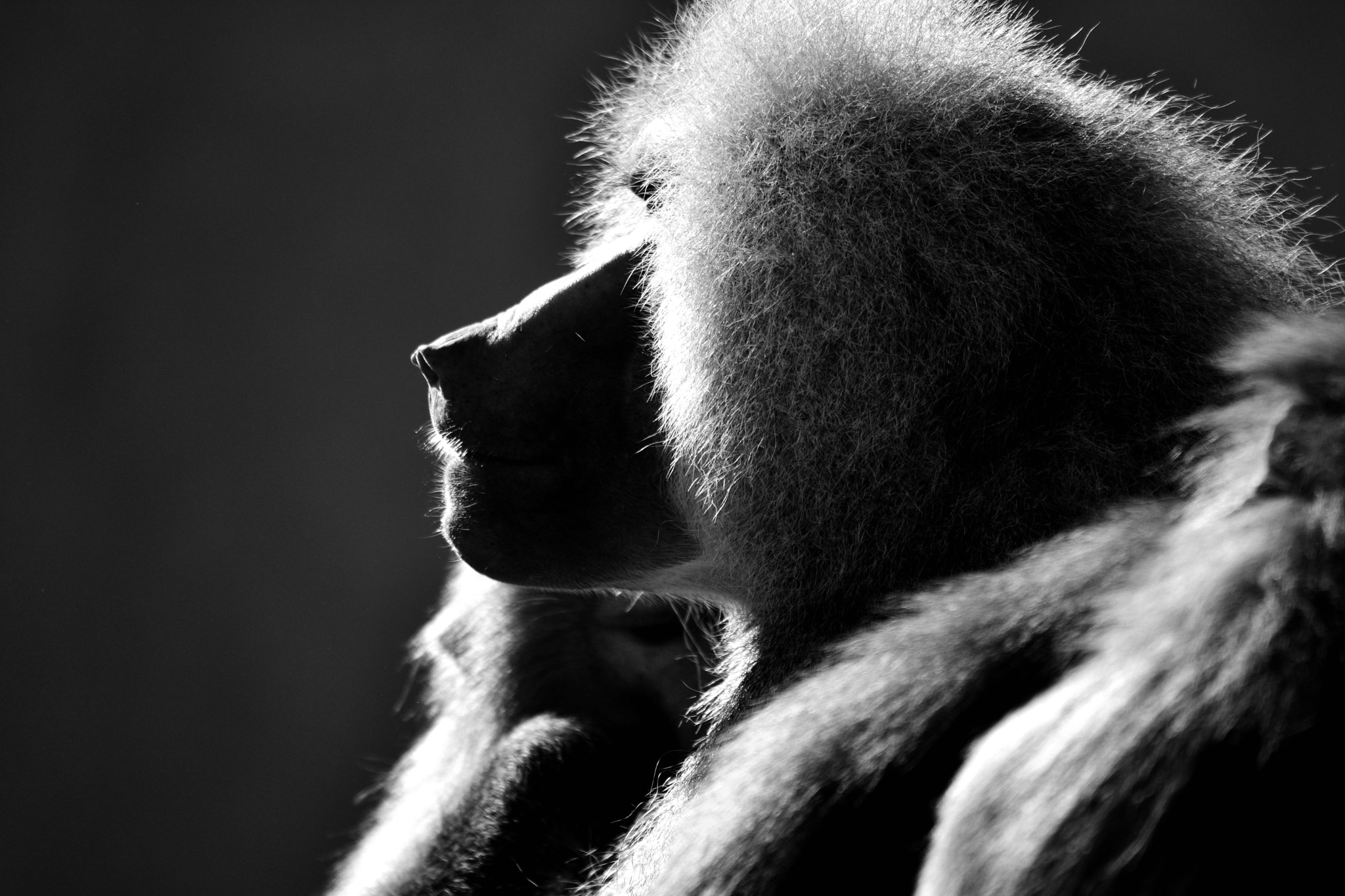 Sigma 150-600mm F5-6.3 DG OS HSM | S sample photo. Backlit b&w photography