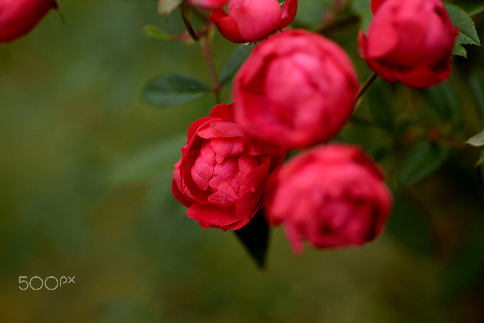 Nikon D600 sample photo. Also to feel cold photography