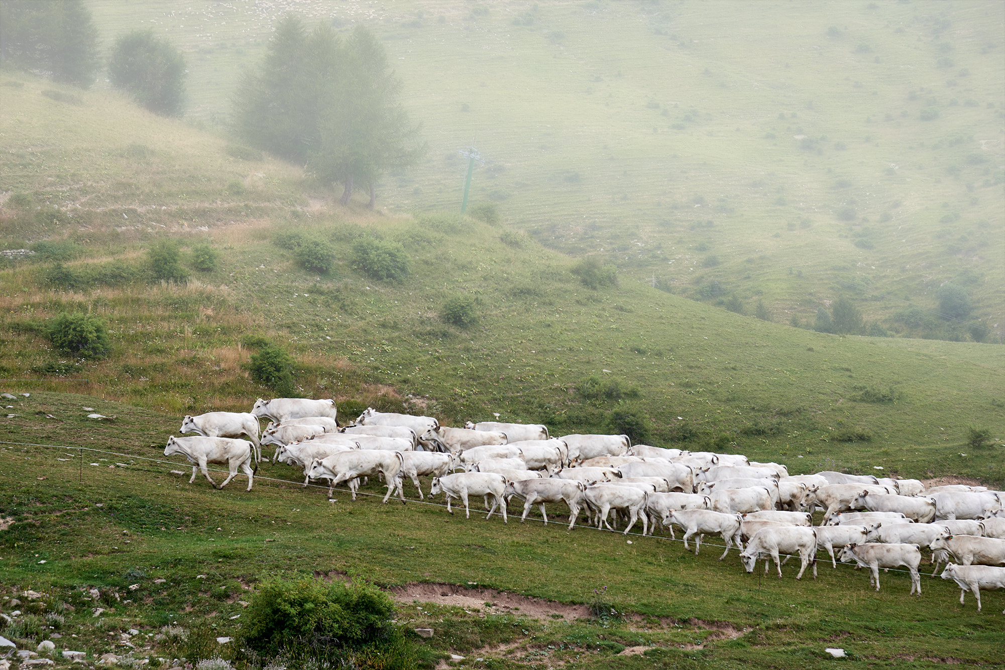 Nikon D800 sample photo. Cows and fog photography