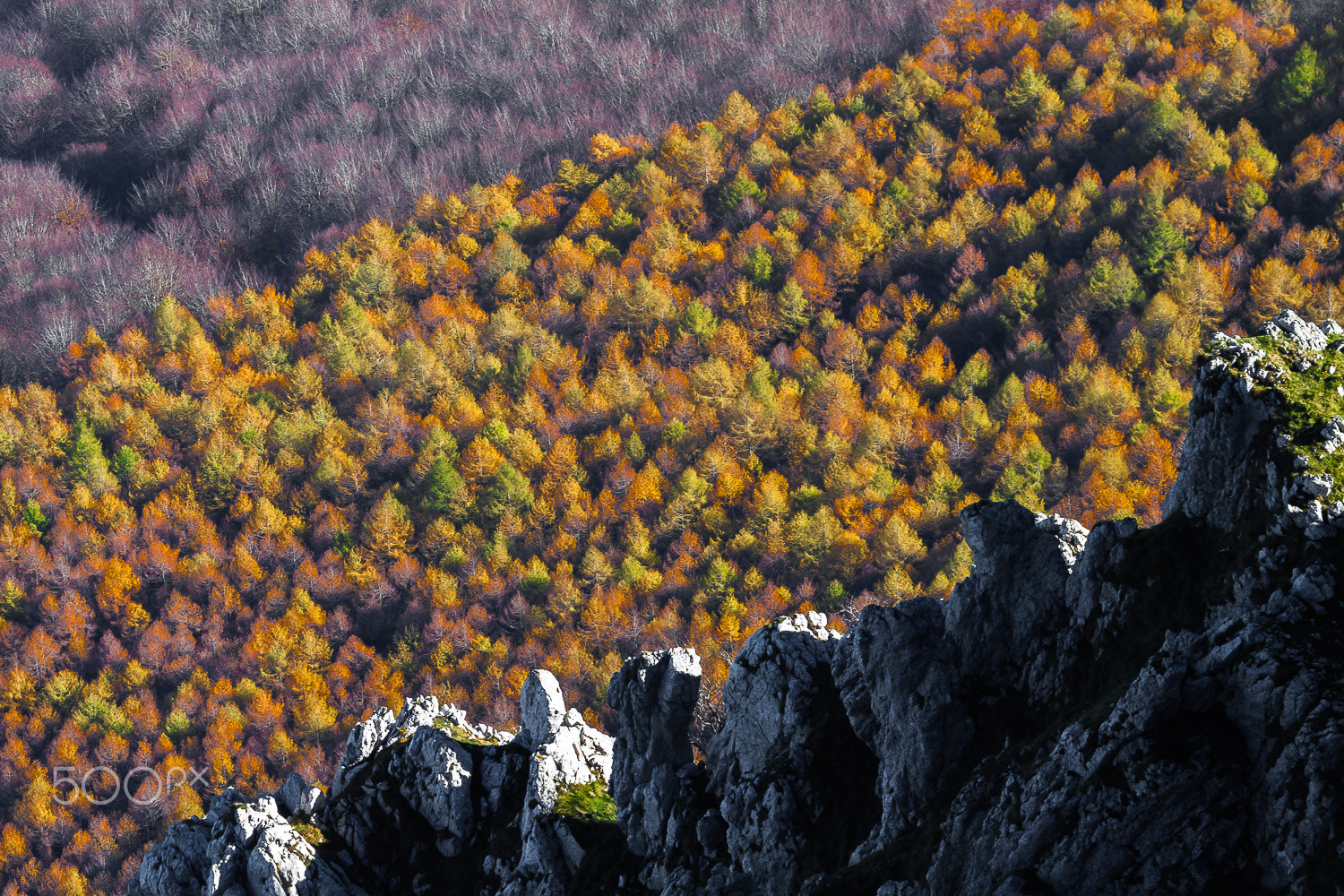 Canon EF 100-400mm F4.5-5.6L IS USM sample photo. Paleta de colores photography