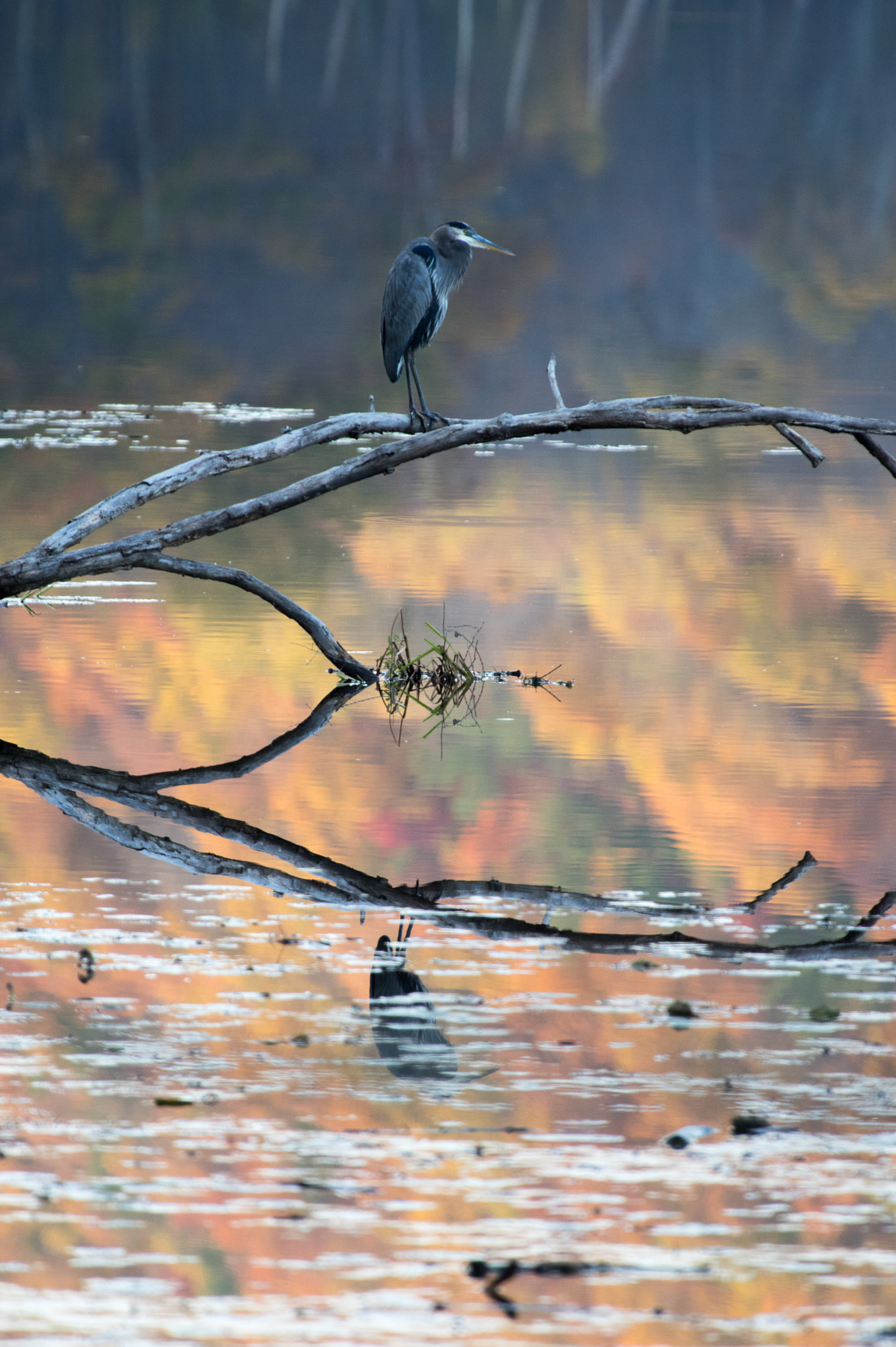 Pentax smc DA* 300mm F4.0 ED (IF) SDM sample photo. Great blue heron contemplation photography