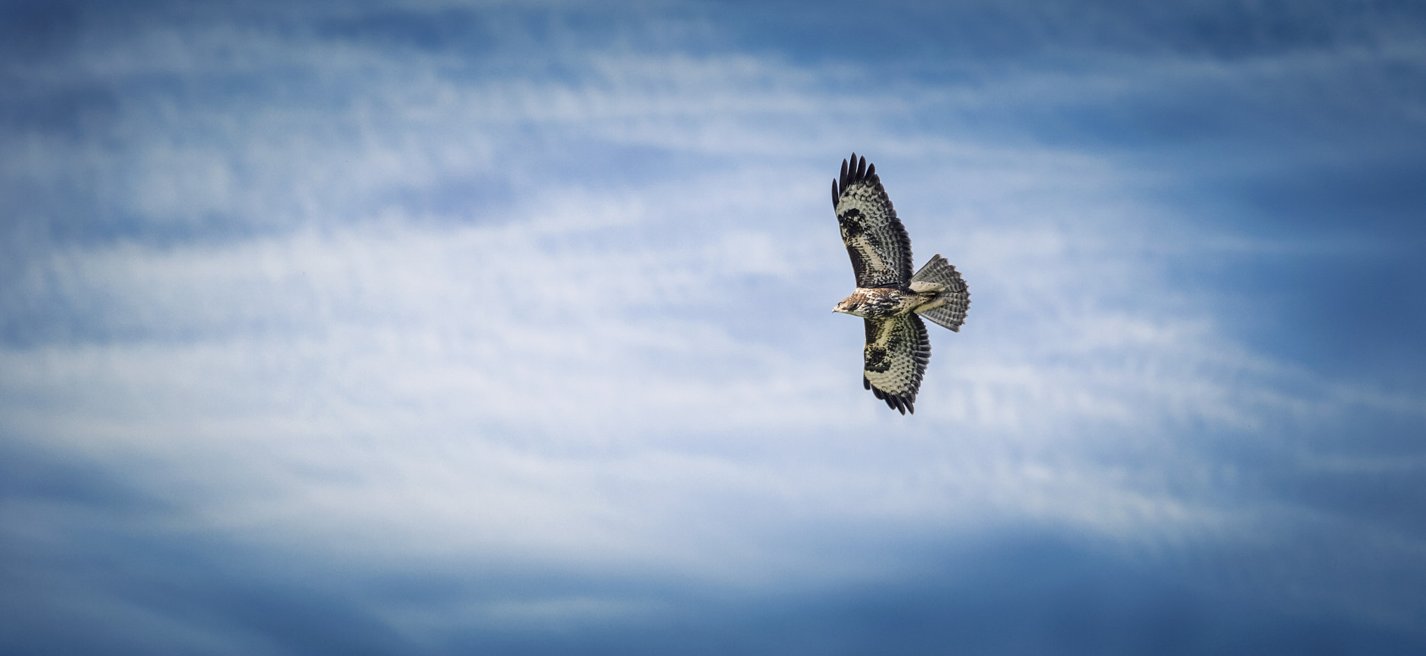 Canon EF 70-200mm F2.8L IS II USM sample photo. Freedom photography