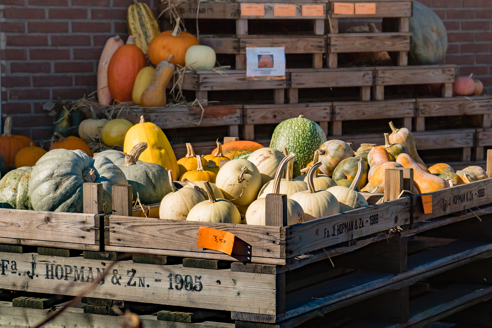 Sony FE 70-300mm F4.5-5.6 G OSS sample photo. Display of orange giant pumpkins photography