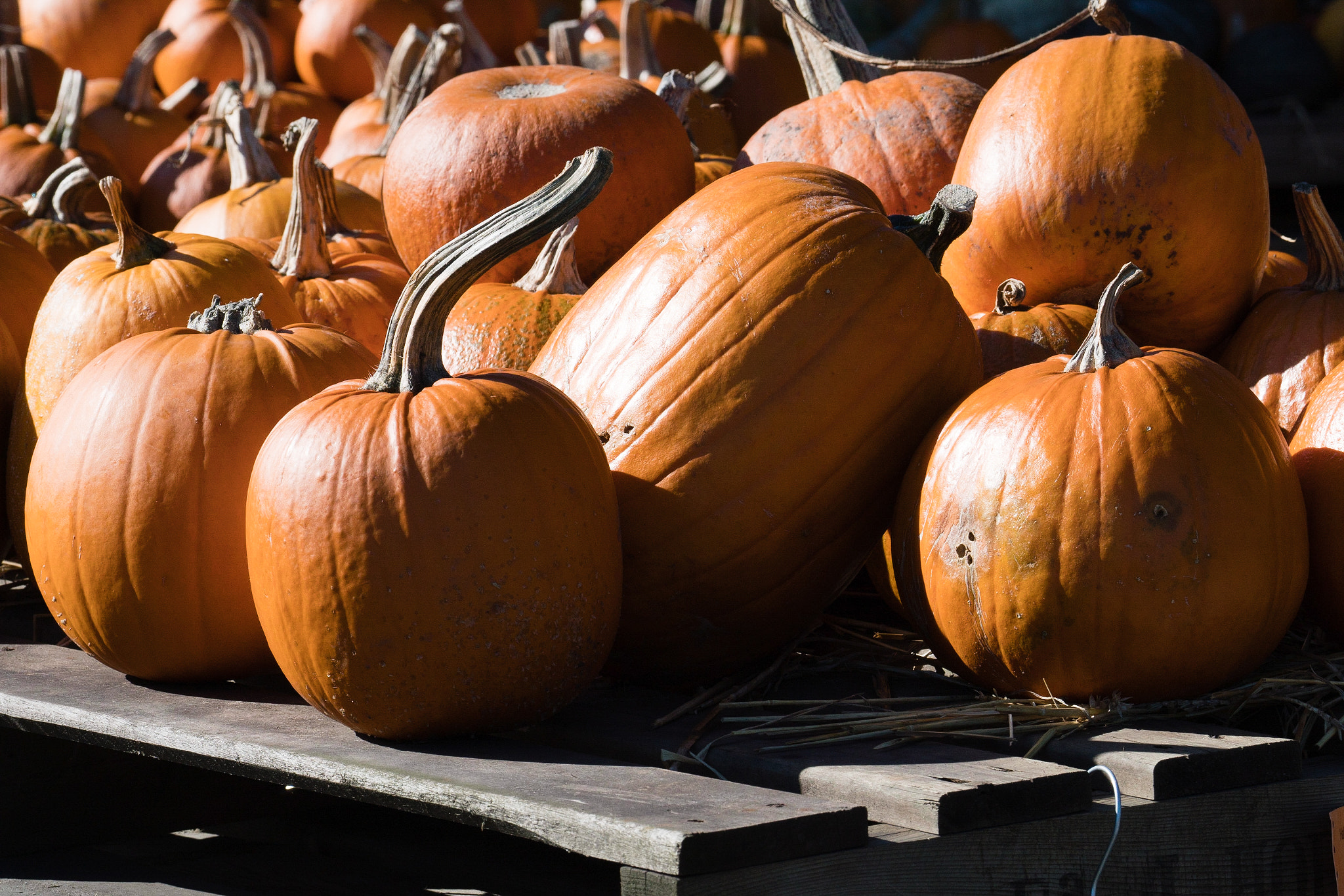 Sony FE 70-300mm F4.5-5.6 G OSS sample photo. Display of orrange giant pumpkins photography
