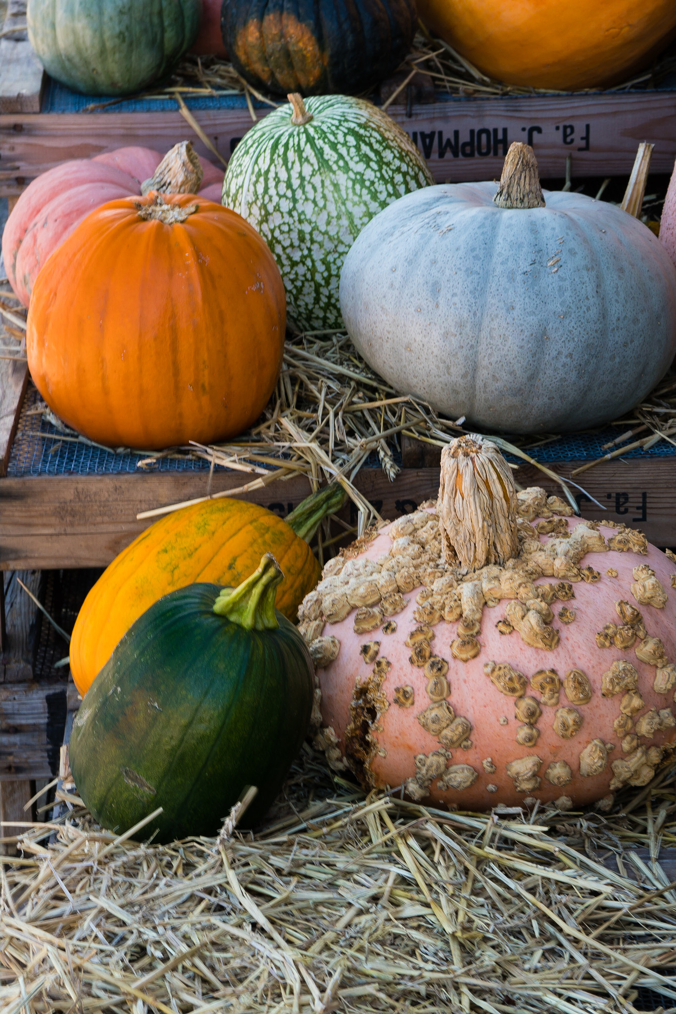Sony FE 70-300mm F4.5-5.6 G OSS sample photo. Colourful pumpkin display on straw and wooden crates photography