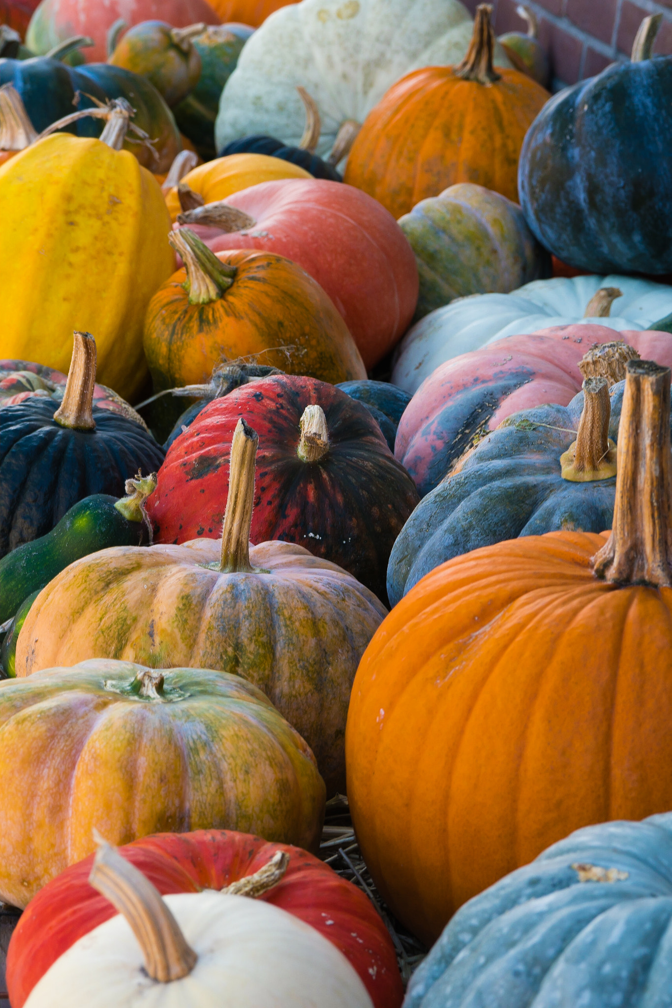 Sony FE 70-300mm F4.5-5.6 G OSS sample photo. Variety of colourful pumpkins photography