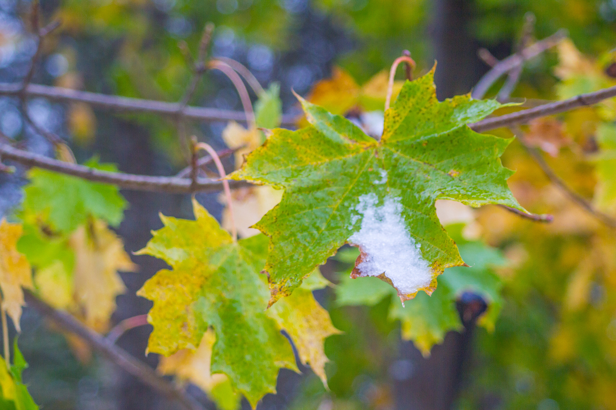 Canon EF 28-80mm f/3.5-5.6 USM sample photo. Autumn snow photography