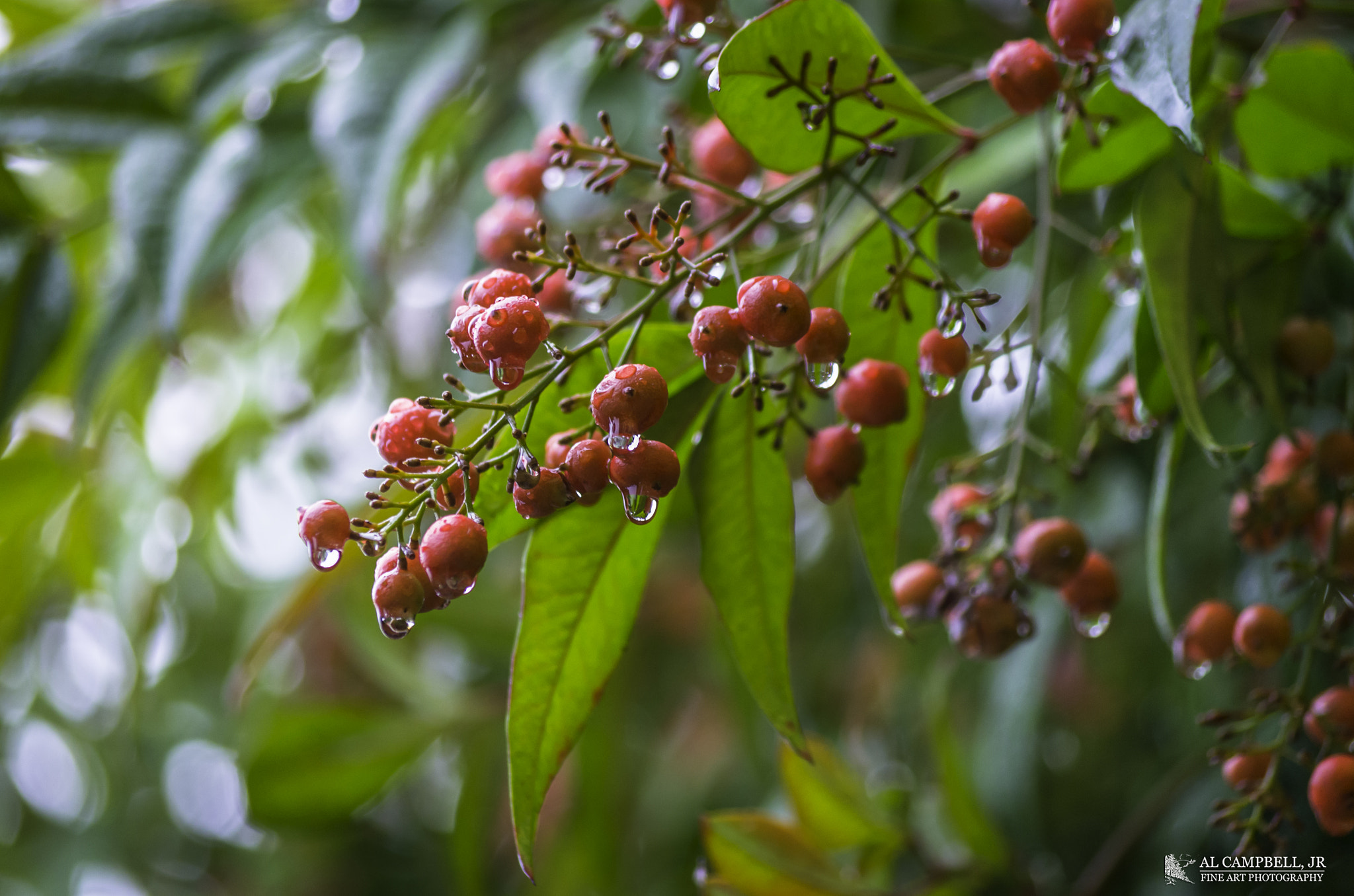 Pentax K-5 sample photo. After the rain photography