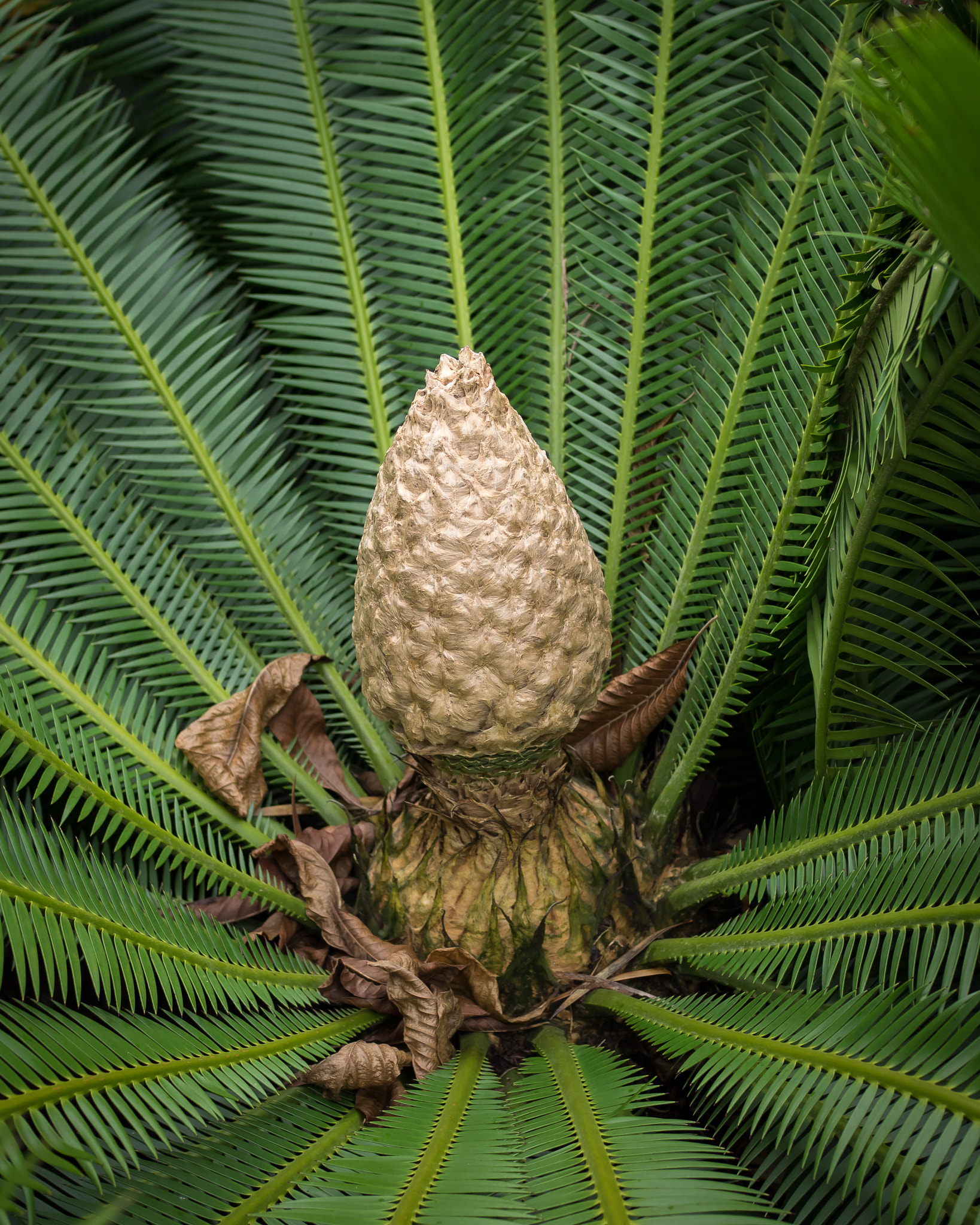 Olympus OM-D E-M1 sample photo. Cycad seed photography