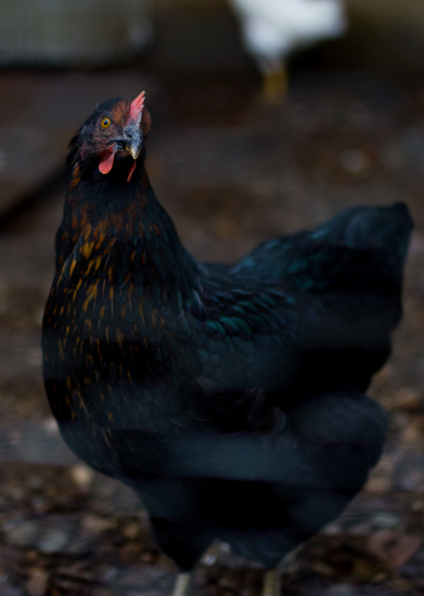 Sigma 35mm F1.4 DG HSM Art sample photo. Photogenic bird photography