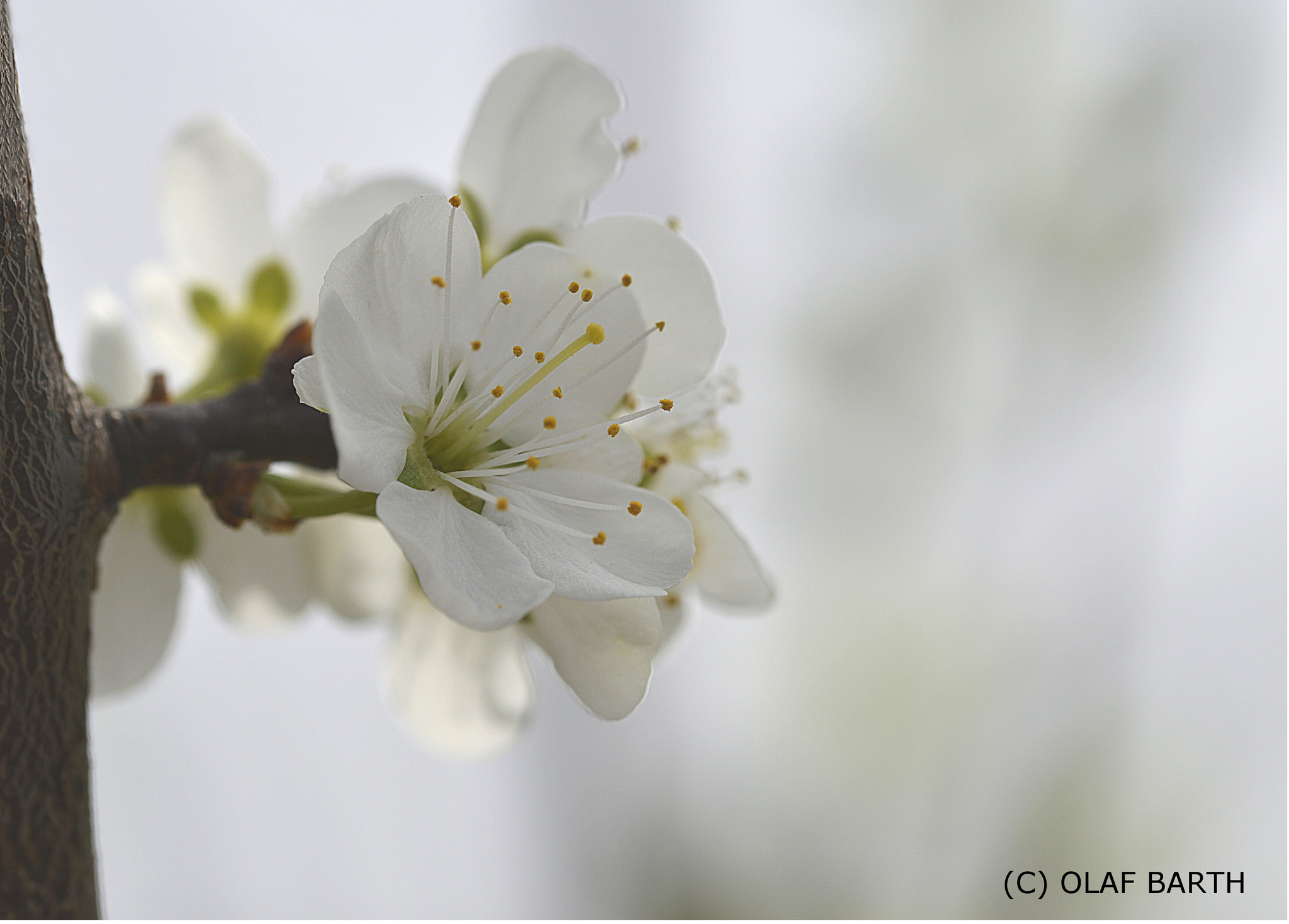 Sigma 105mm F2.8 EX DG OS HSM sample photo. Aprikosenblüte photography