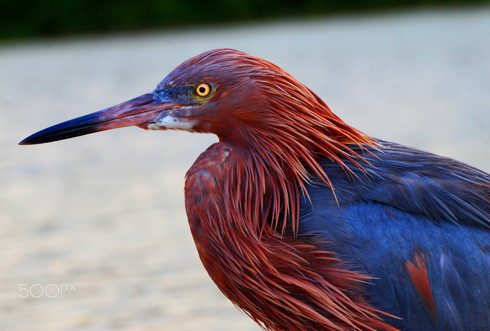 Sony E 55-210mm F4.5-6.3 OSS sample photo. Lagoon swoon photography