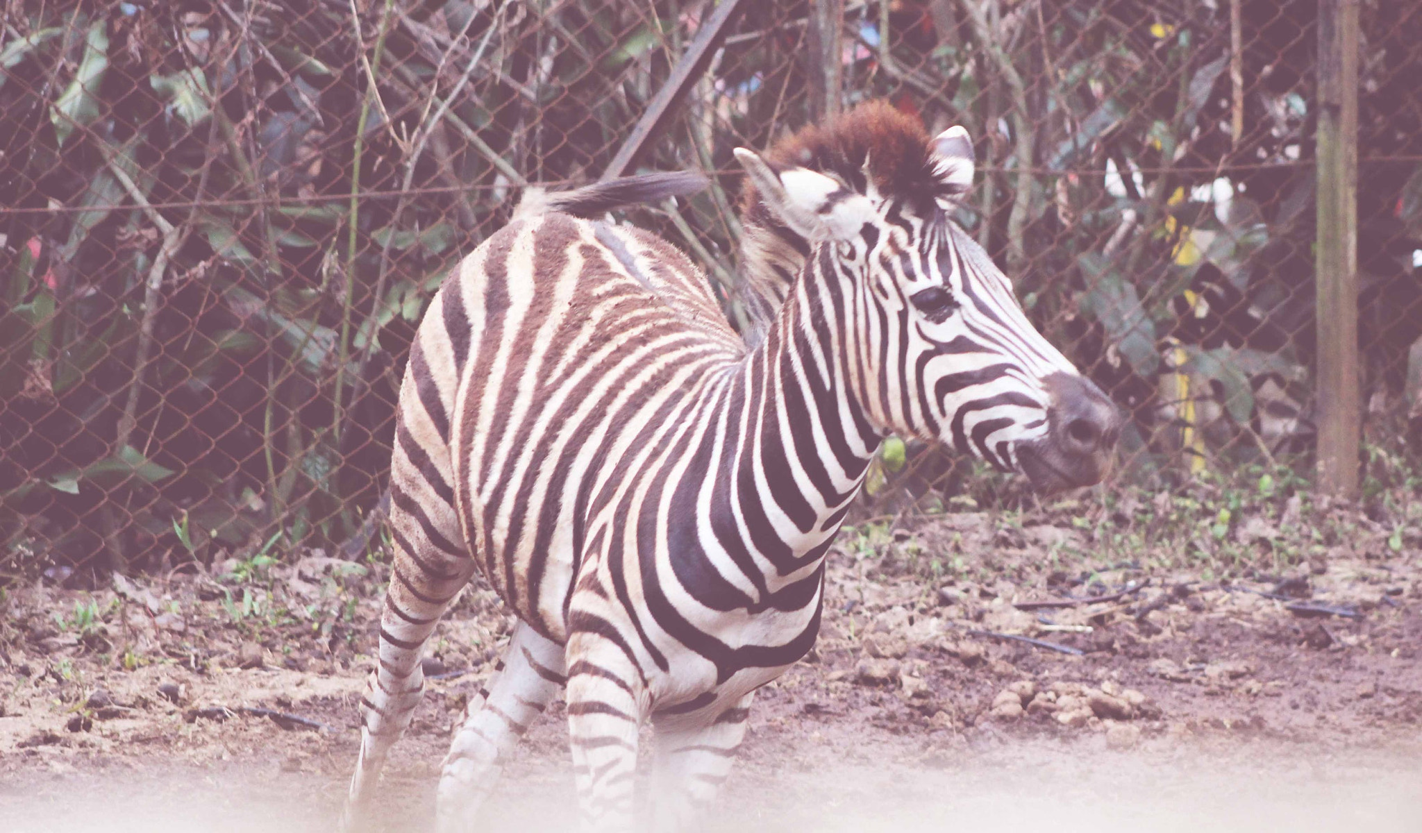 Canon EF 75-300mm f/4-5.6 USM sample photo. Run, zebra! photography