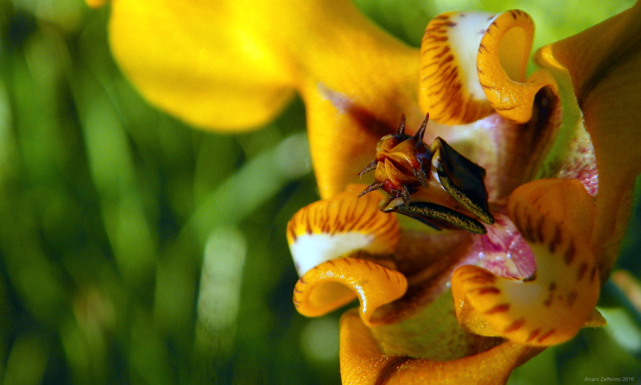 Kodak EasyShare Z981 sample photo. Flor silvestre photography