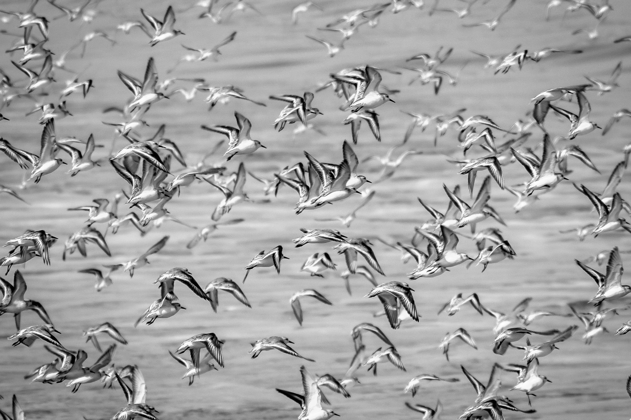 Sigma 150-500mm F5-6.3 DG OS HSM sample photo. Bandada photography