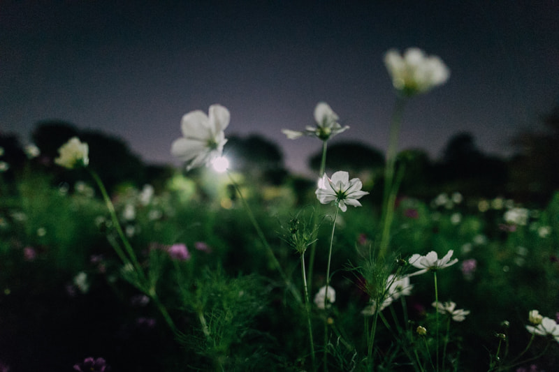 Sigma 24mm F1.4 DG HSM Art sample photo. Ya photography