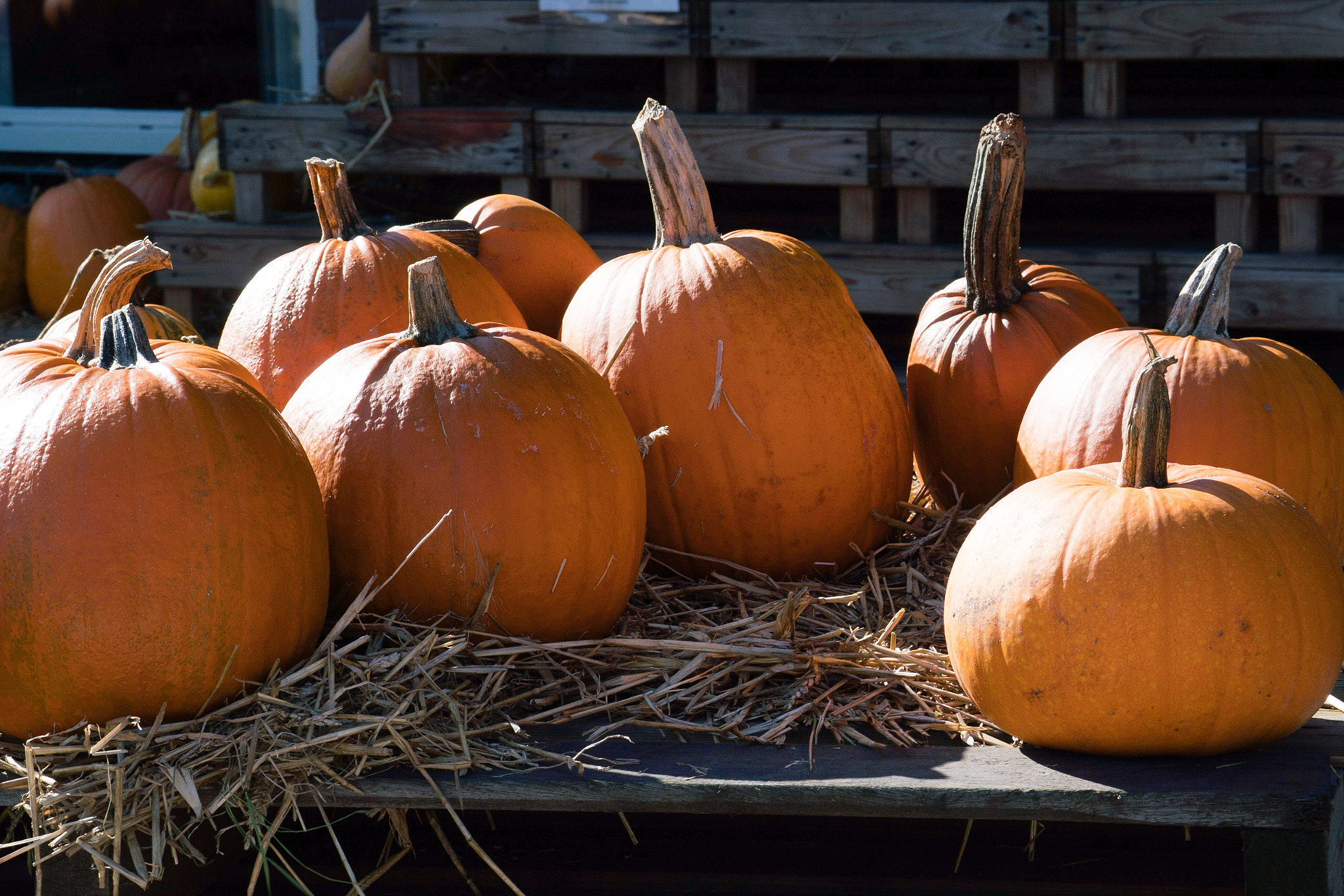 Sony FE 70-300mm F4.5-5.6 G OSS sample photo. Display of large orange pumpkins photography