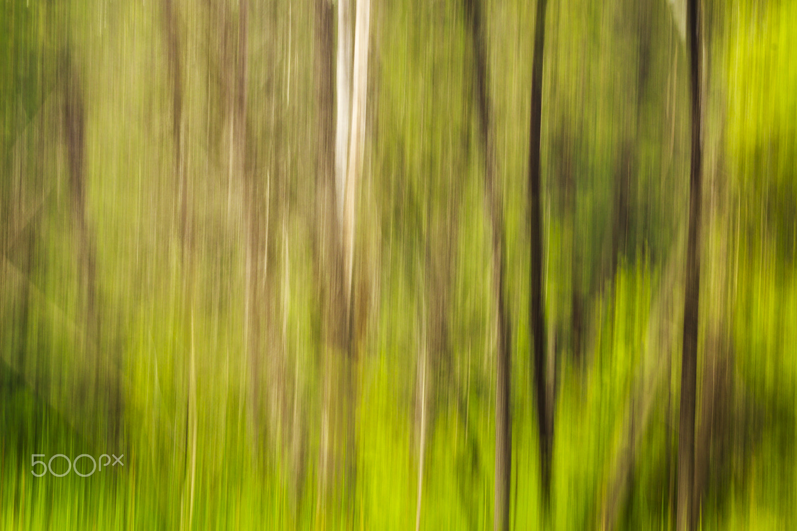 Canon EOS 50D + Canon EF 70-200mm F2.8L IS USM sample photo. Movement in the forest photography