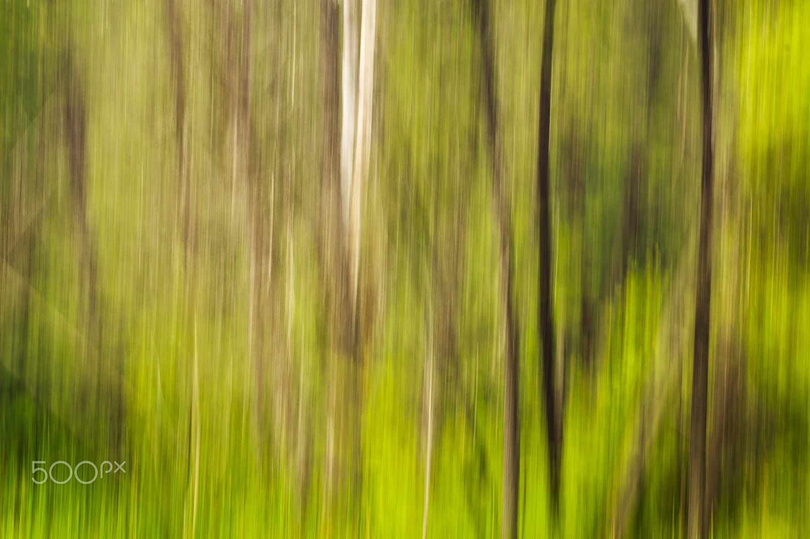 Canon EF 70-200mm F2.8L IS USM sample photo. Movement in the forest photography