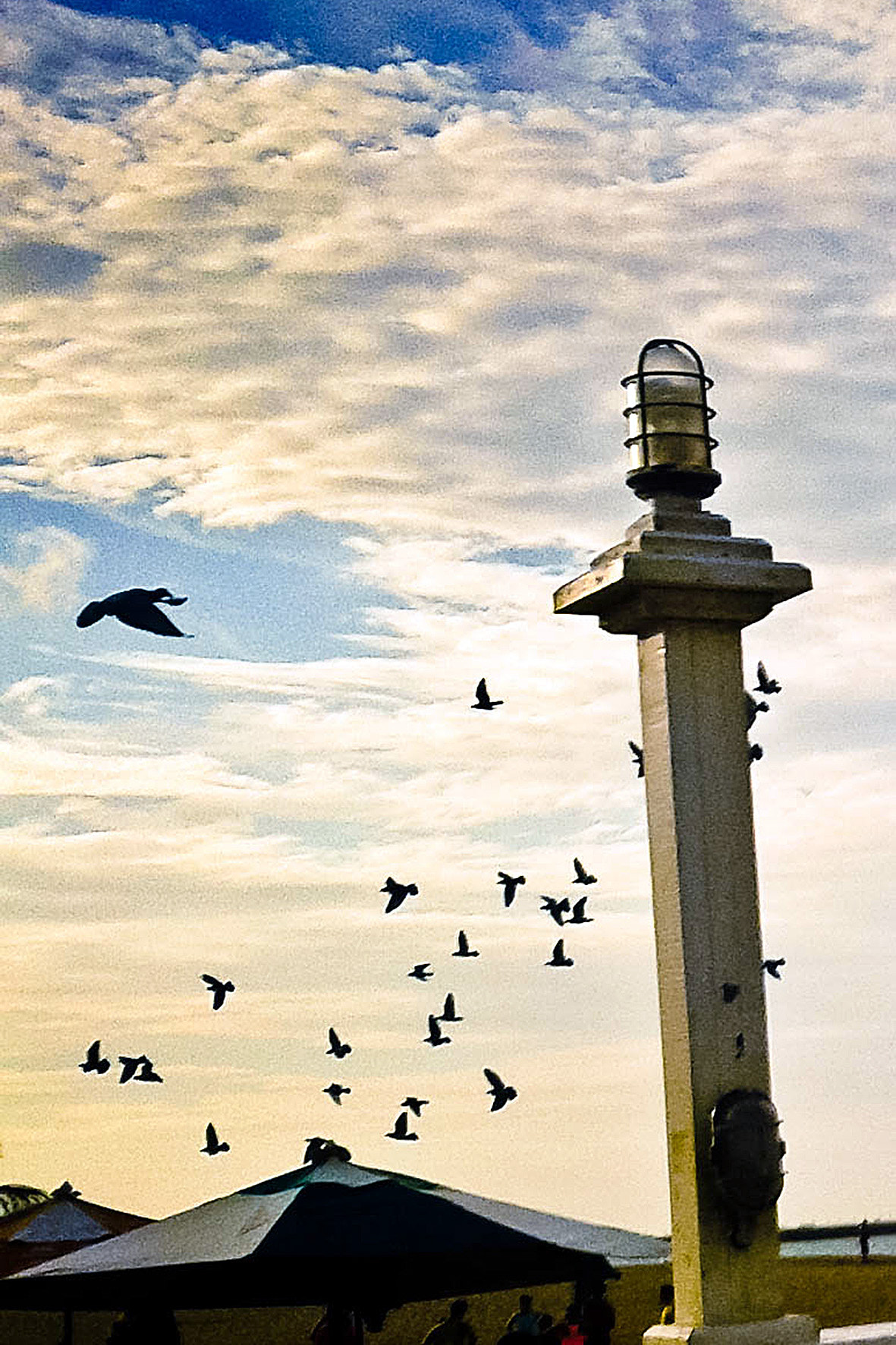 Samsung Galaxy Ace sample photo. Pássaros - beira mar - fortaleza photography