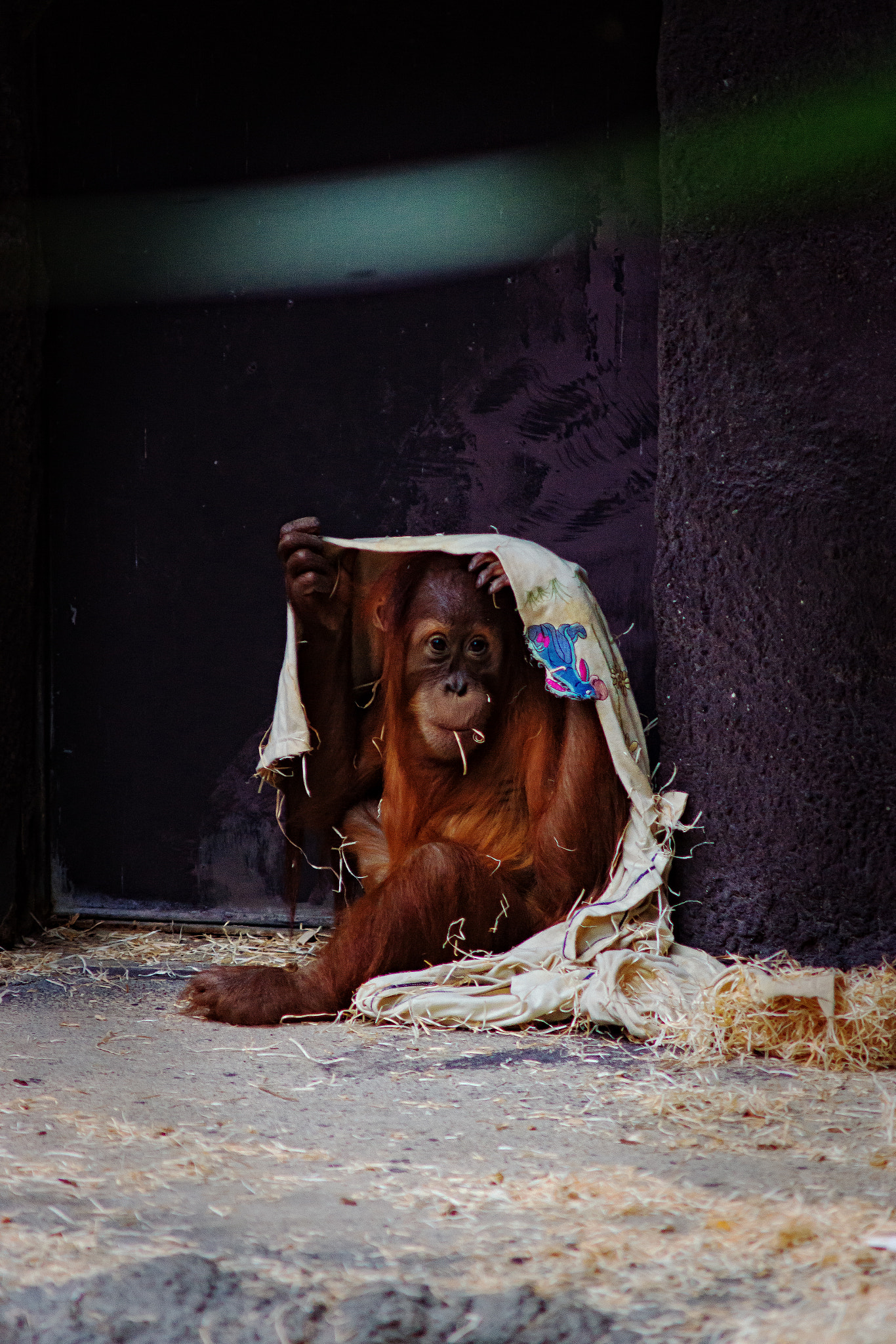 Sony SLT-A77 + Minolta AF 70-210mm F4 Macro sample photo. Monkey - dressed :-d photography