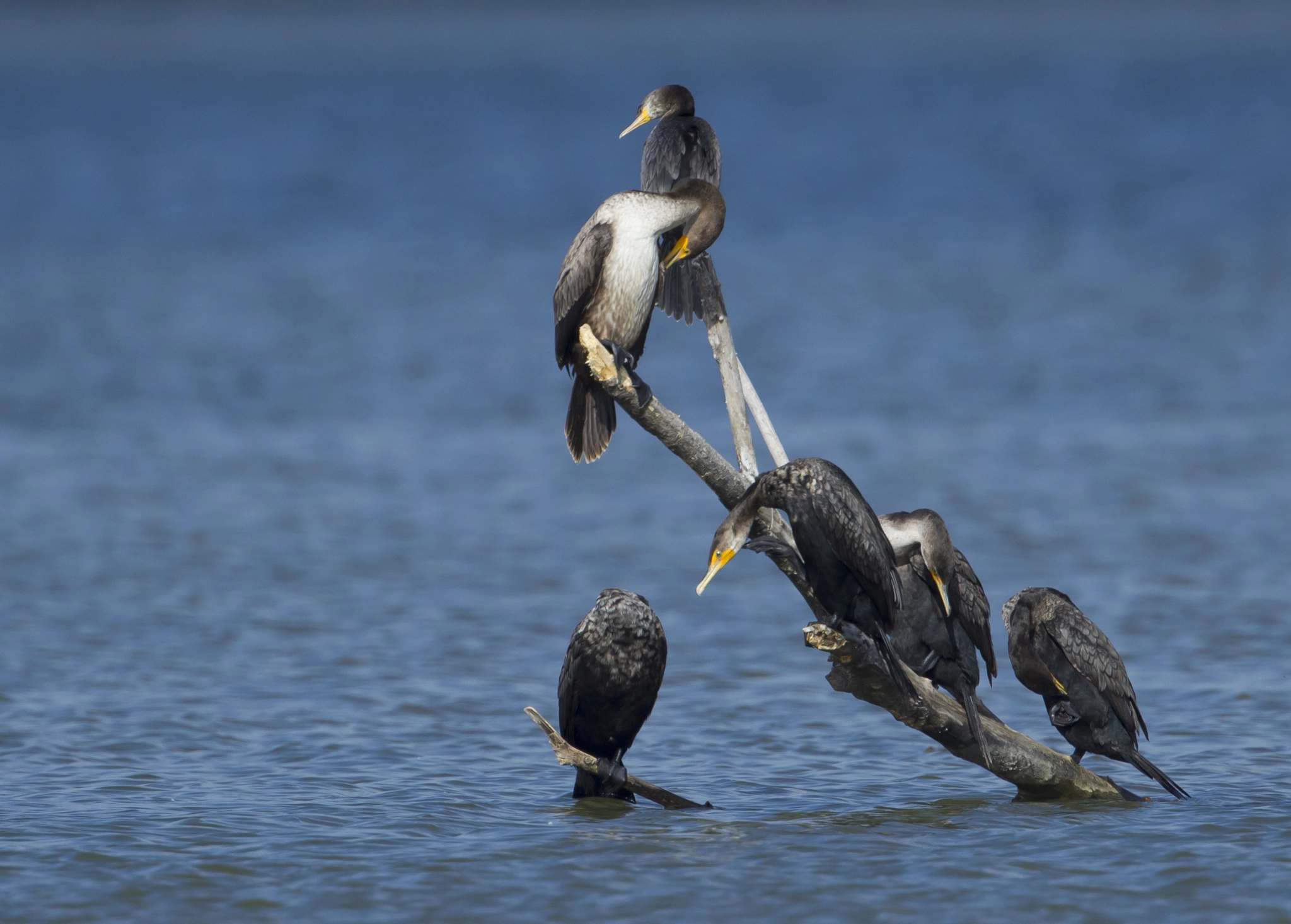 Canon EF 500mm F4L IS USM sample photo. Cormorants perching on a log photography