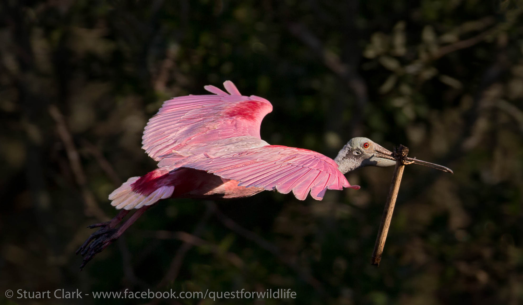 Canon EOS-1D X + Canon EF 600mm f/4L IS sample photo. Vampire slayer photography