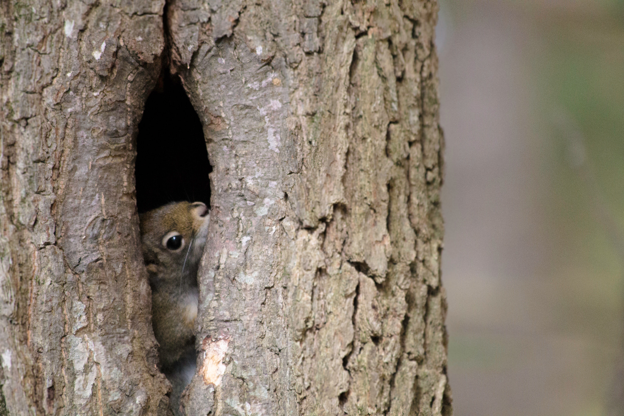 Canon EF 70-300mm F4-5.6 IS USM sample photo. Home sweet home photography