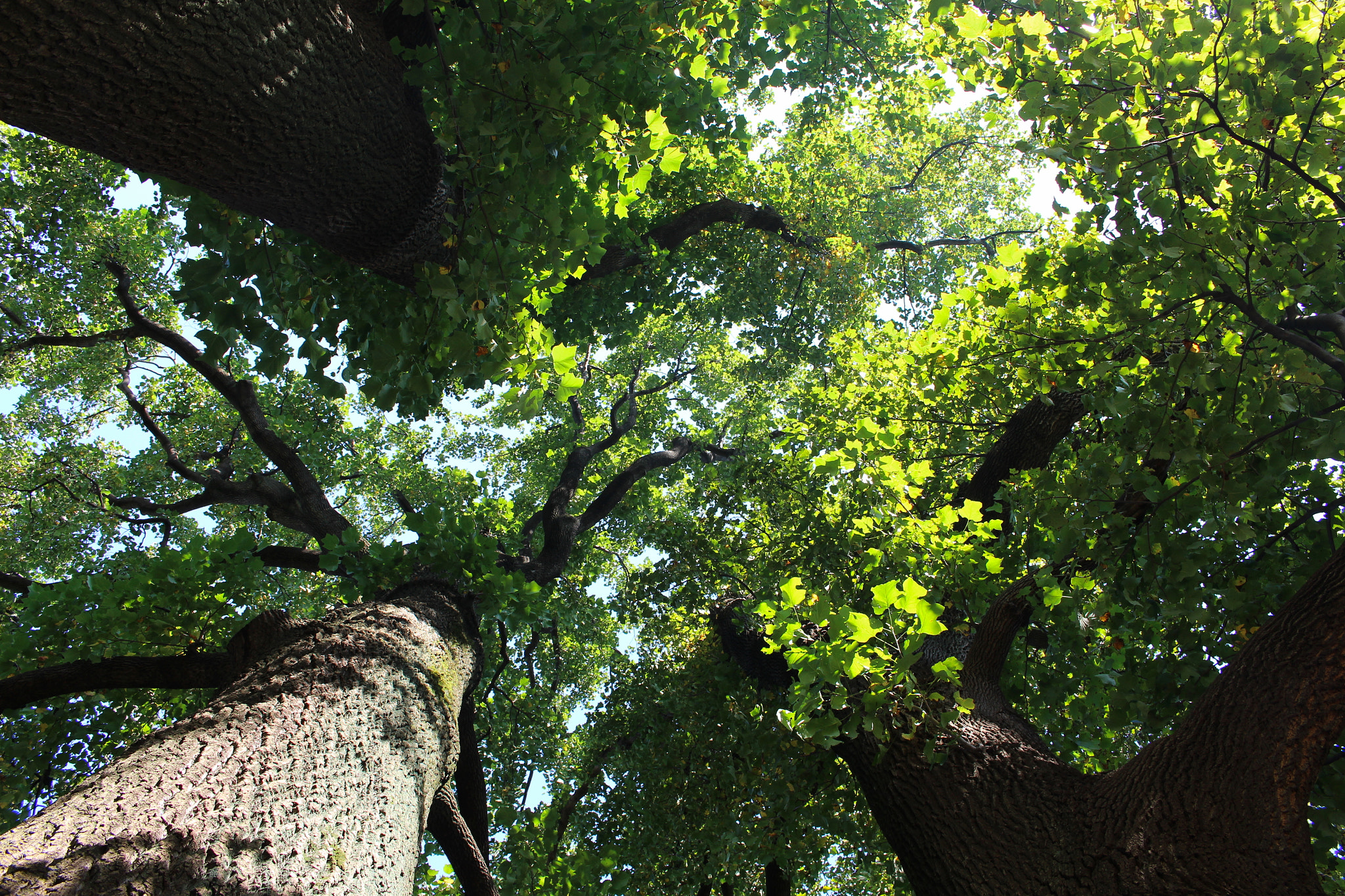 Canon EOS 700D (EOS Rebel T5i / EOS Kiss X7i) sample photo. Trees photography