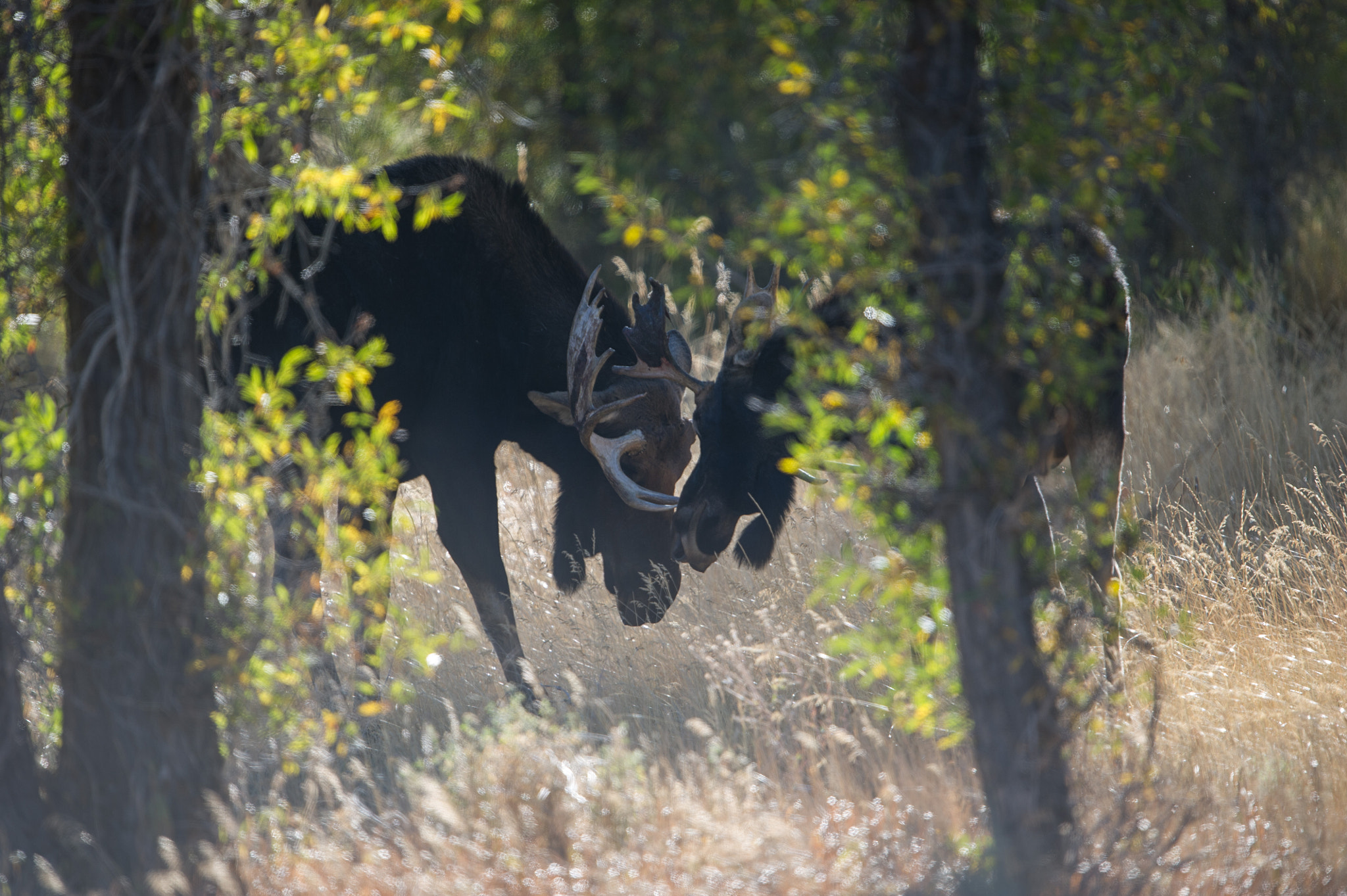 Nikon D3S + Nikon AF-S Nikkor 600mm F4G ED VR sample photo. Two bull moose sparring in the forest photography