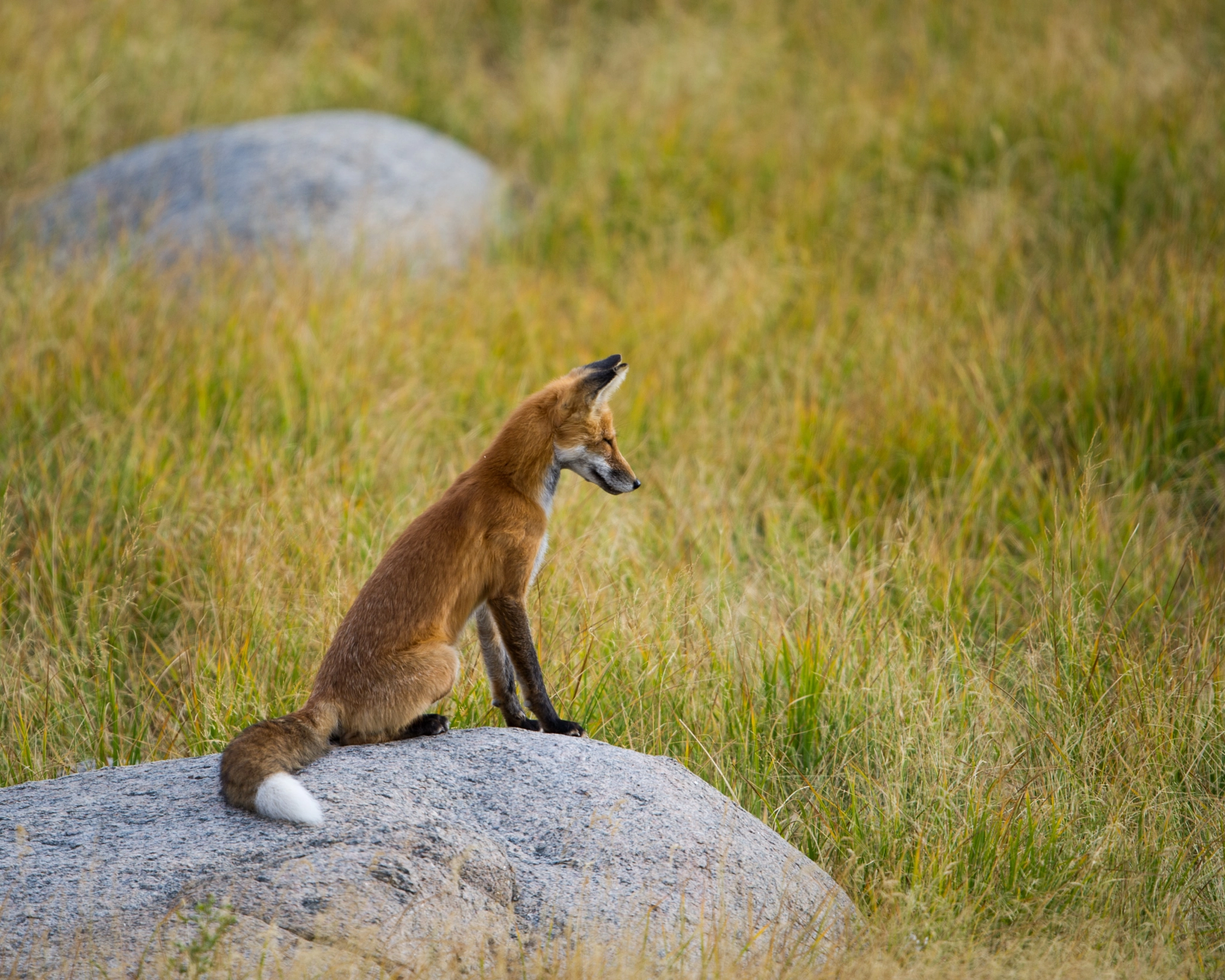 Nikon D3S + Nikon AF-S Nikkor 600mm F4G ED VR sample photo. Lone fox awaiting a meal photography