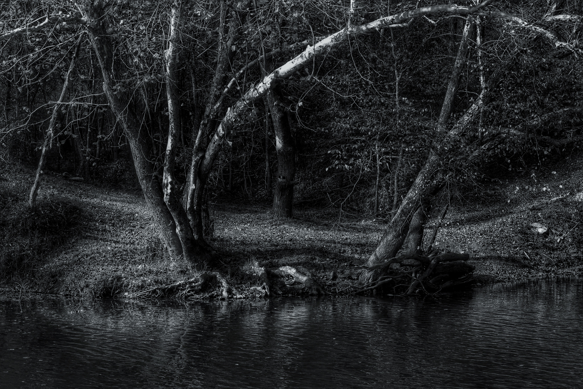 Canon EOS 1000D (EOS Digital Rebel XS / EOS Kiss F) sample photo. Banks of the spring river photography