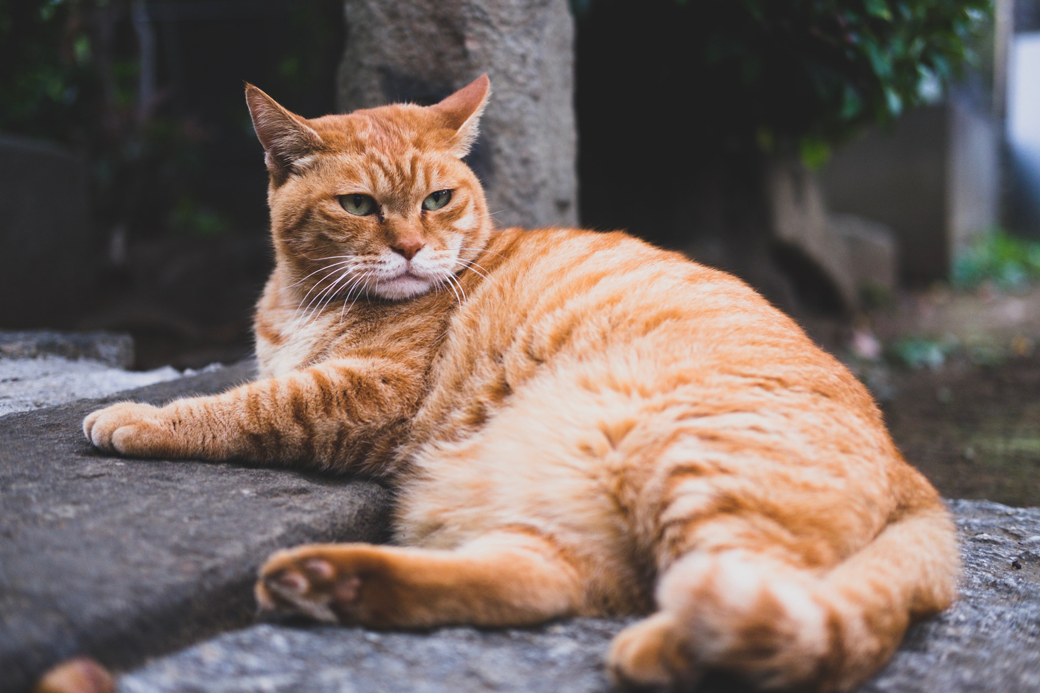 Fujifilm X-E2 + Fujifilm XF 35mm F2 R WR sample photo. Cat in taito-ku tokyo photography