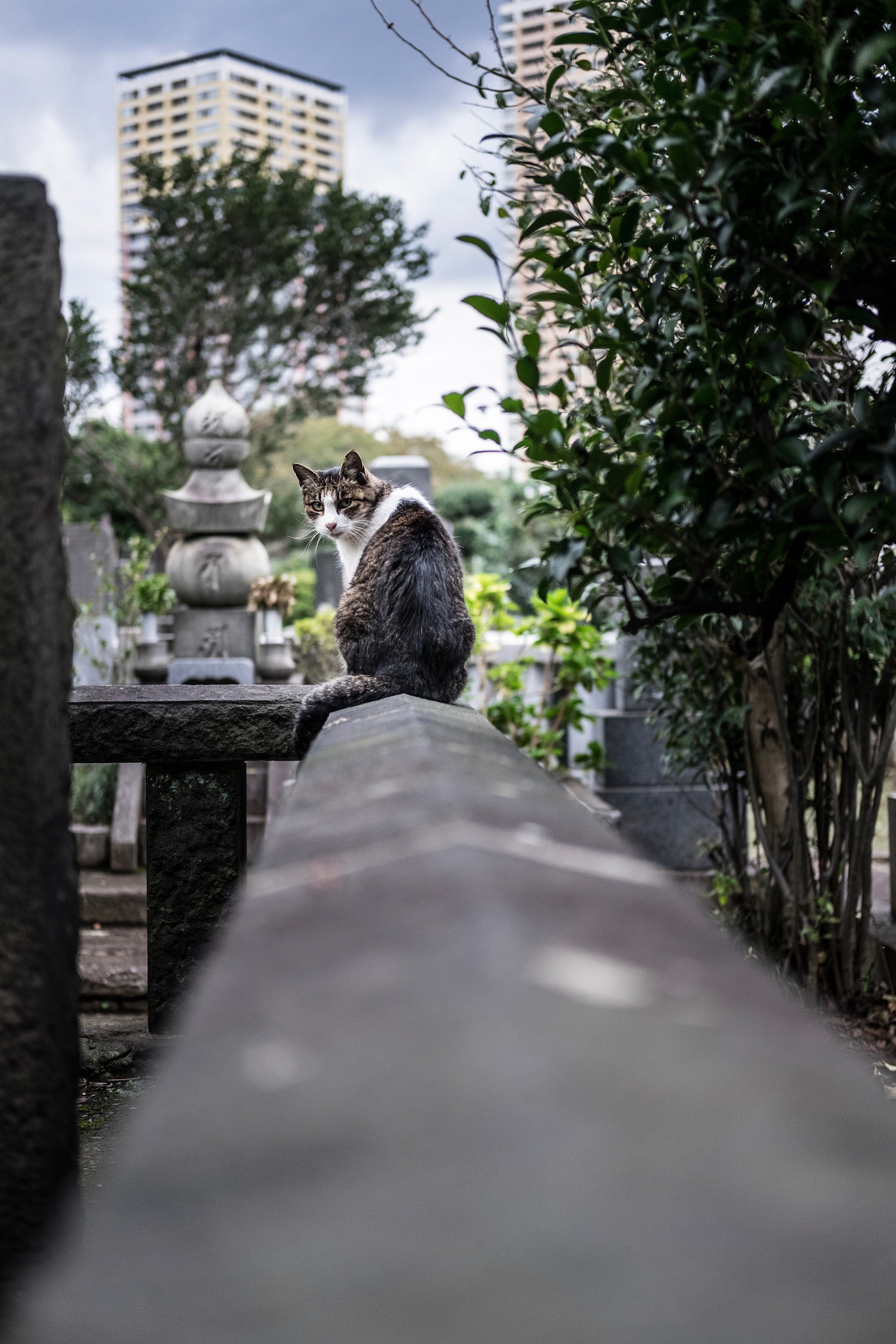 Fujifilm X-E2 + Fujifilm XF 35mm F2 R WR sample photo. Cat in taito-ku tokyo photography