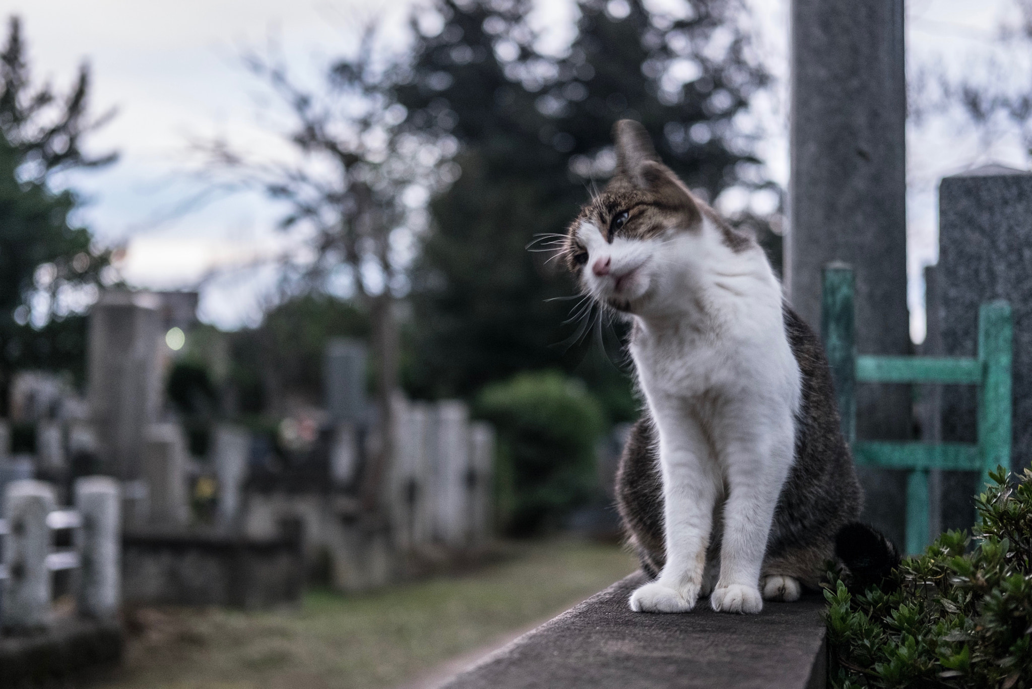 Fujifilm X-E2 + Fujifilm XF 35mm F2 R WR sample photo. Cat in taito-ku tokyo photography
