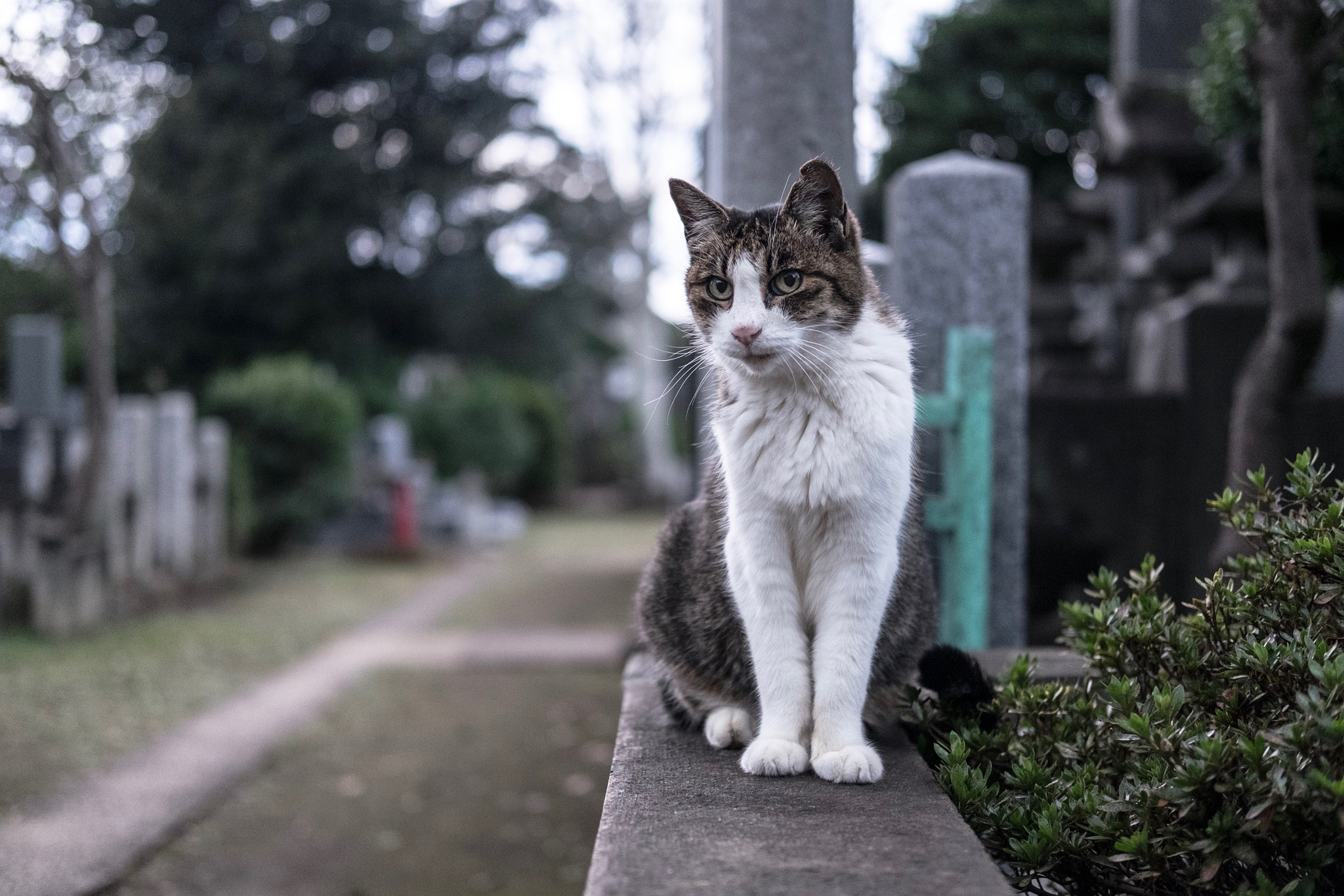 Fujifilm X-E2 + Fujifilm XF 35mm F2 R WR sample photo. Cat in taito-ku tokyo photography