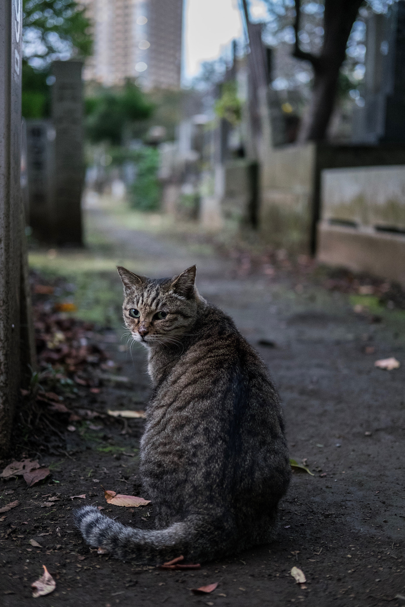 Fujifilm X-E2 + Fujifilm XF 35mm F2 R WR sample photo. Cat in taito-ku tokyo photography