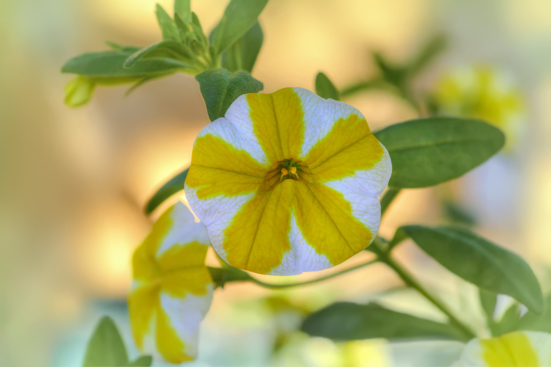 Nikon D7100 + Nikon AF Micro-Nikkor 60mm F2.8D sample photo. A little cutie... photography