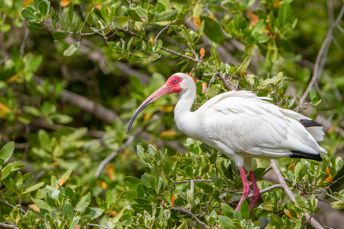 Canon EF 200-400mm F4L IS USM Extender 1.4x sample photo. White ibis photography
