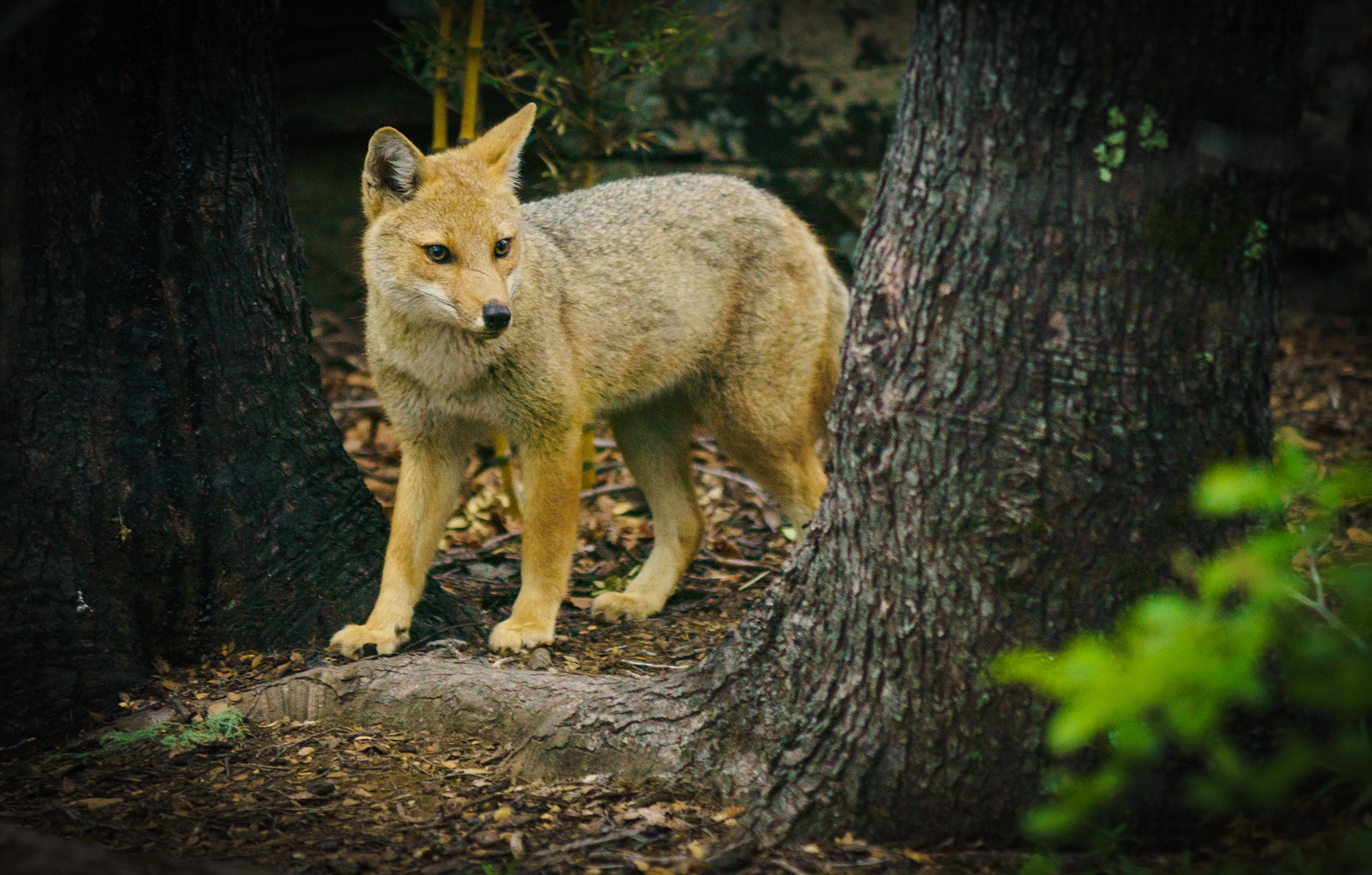 Sony ILCA-77M2 + Minolta/Sony AF 70-200mm F2.8 G sample photo. Zorro culpeo photography