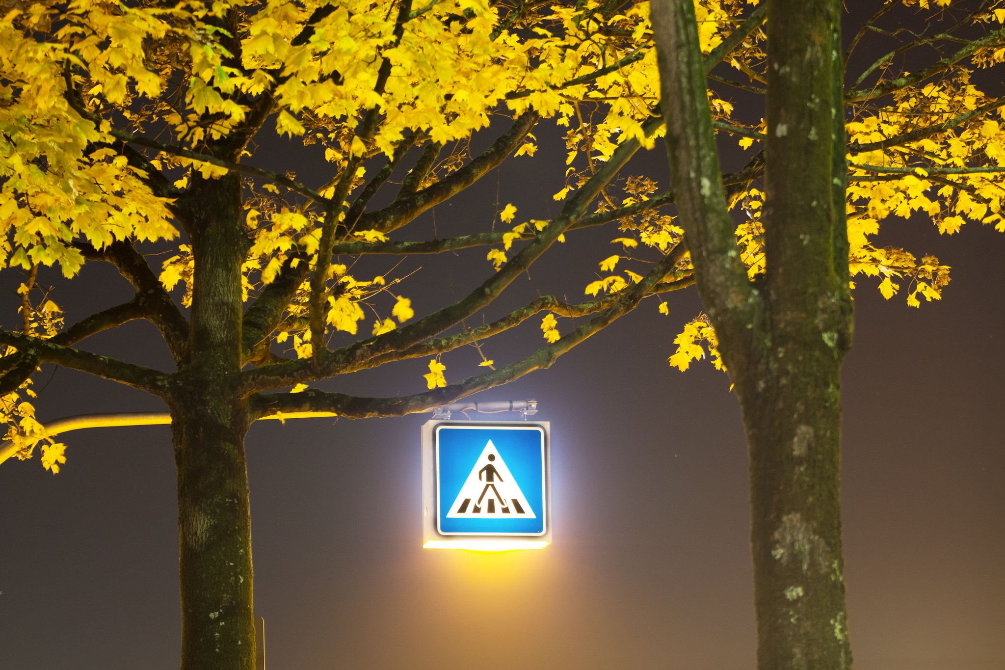 Tamron SP 35mm F1.8 Di VC USD sample photo. Foggy sky walk photography