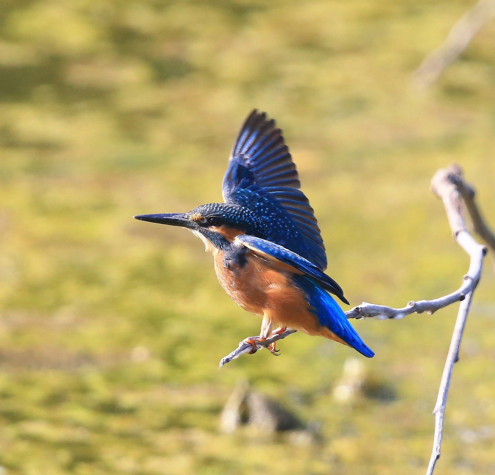 Canon EF 600mm F4L IS II USM sample photo. 442 photography