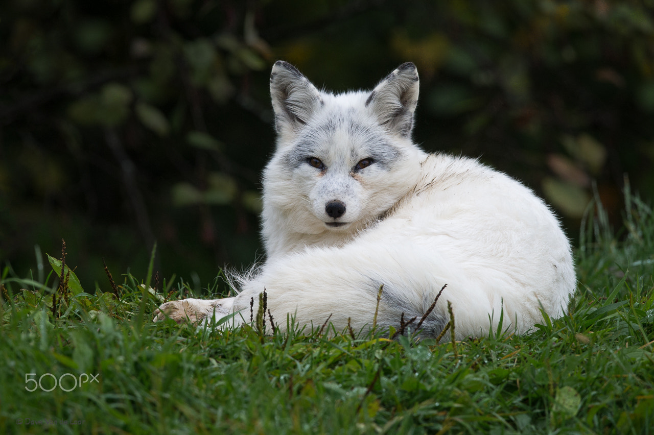 Nikon D3S sample photo. Arctic fox photography