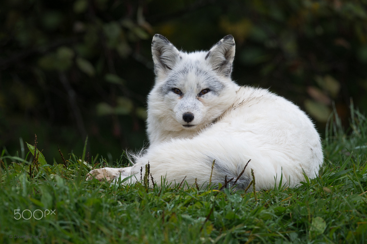 Nikon D3S + Nikon AF-S Nikkor 600mm F4G ED VR sample photo. Arctic fox photography