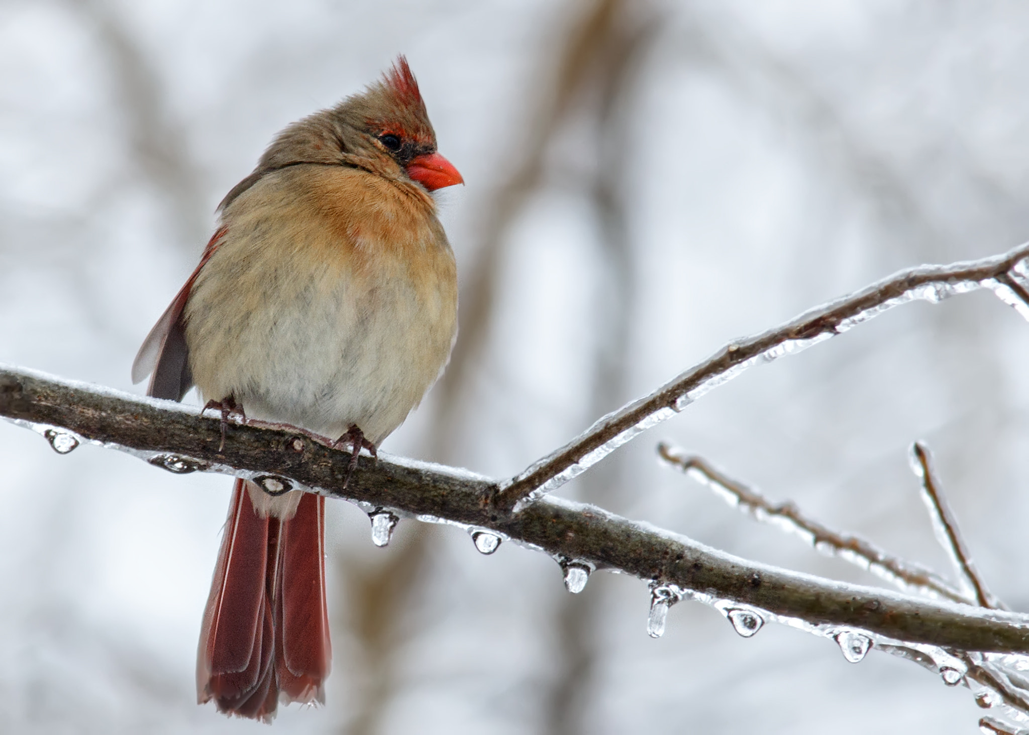 Sigma 150-500mm F5-6.3 DG OS HSM sample photo. Cardinal photography