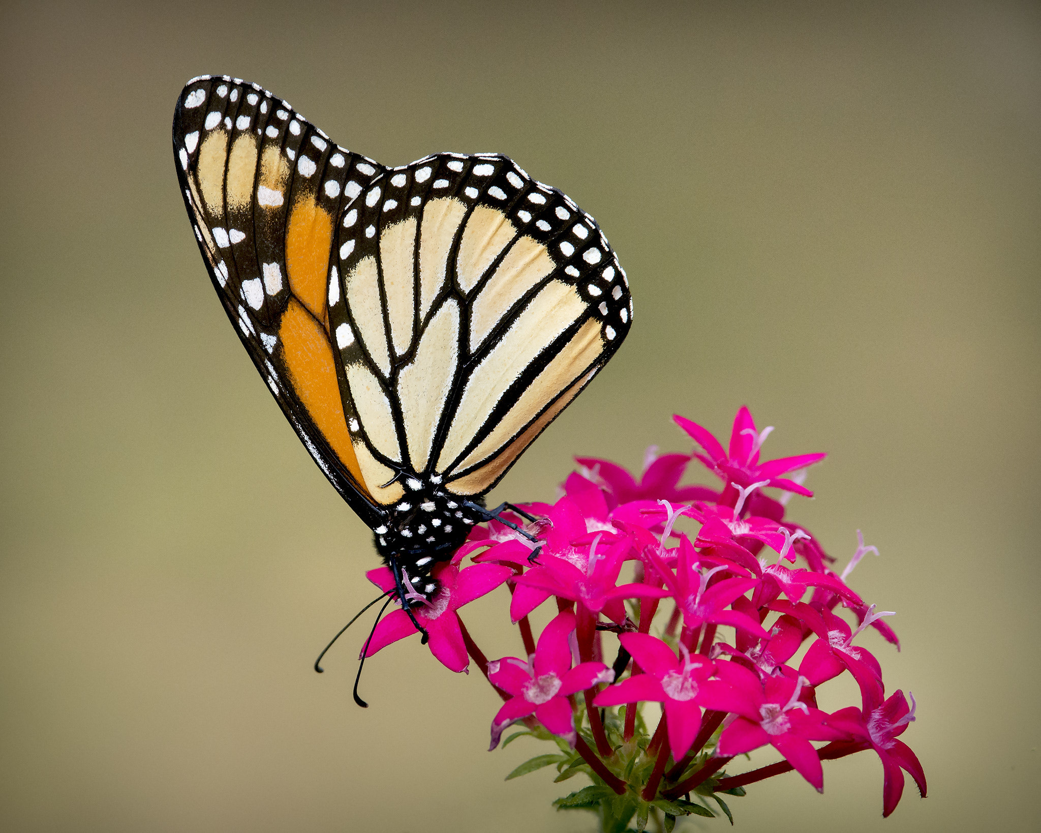 Nikon Nikkor AF-S 300mm F4E PF ED VR sample photo. Monarch photography
