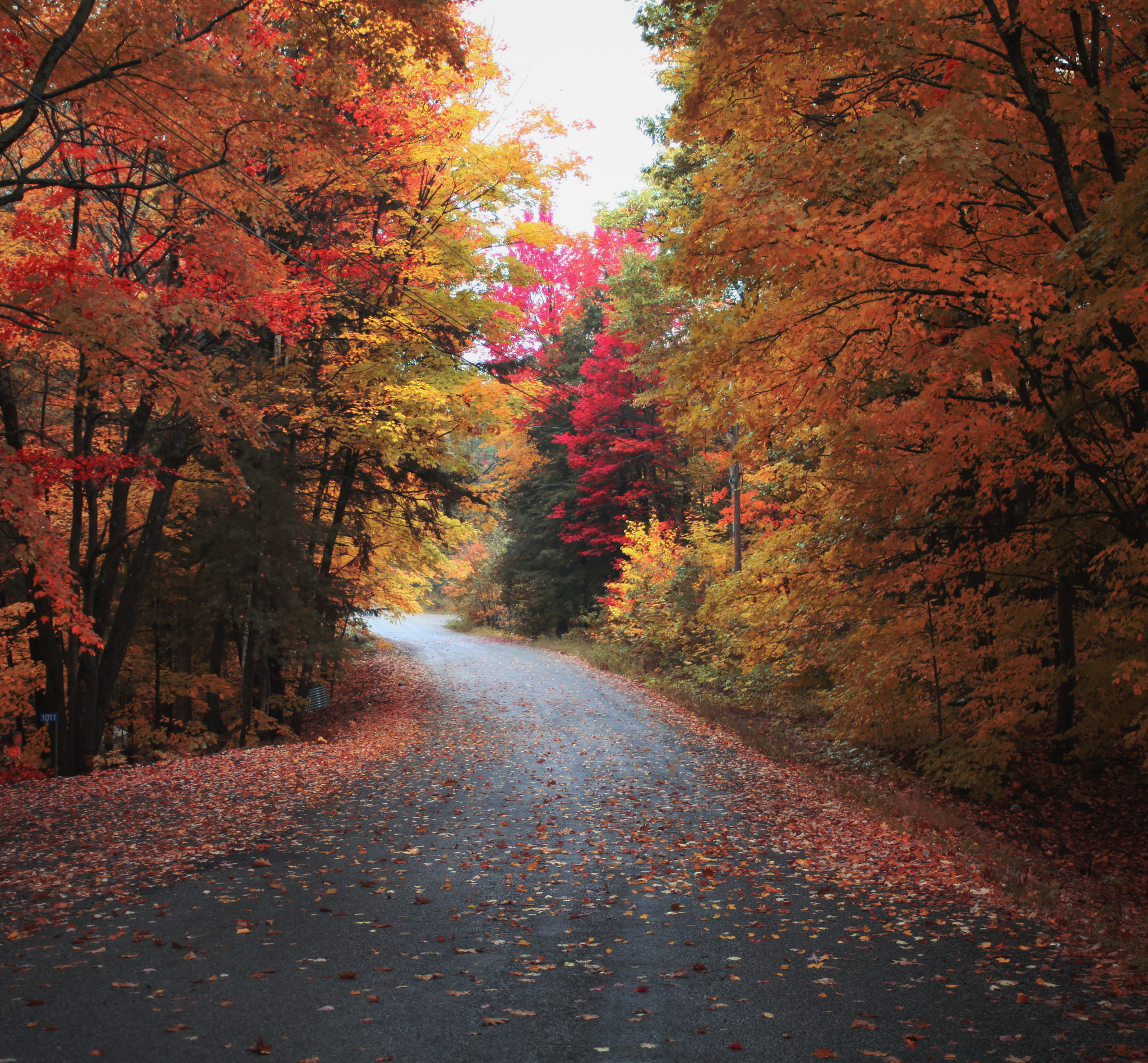 Canon EOS 5D Mark II sample photo. Shades of autumn photography