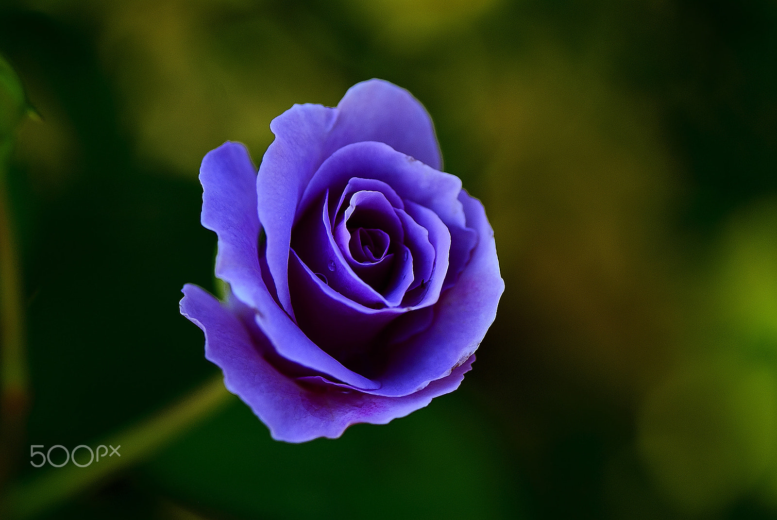 Nikon D200 sample photo. My favorite purple roses photography